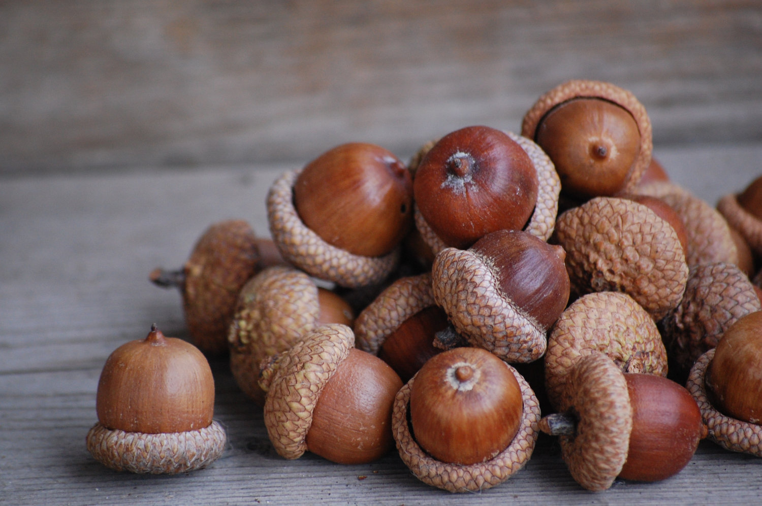acorns.jpg