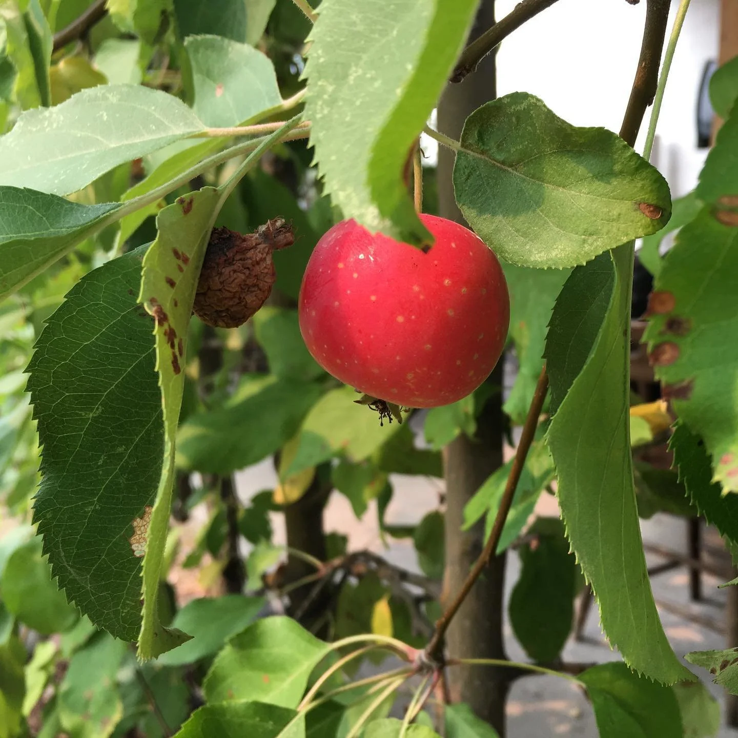 apples.jpg