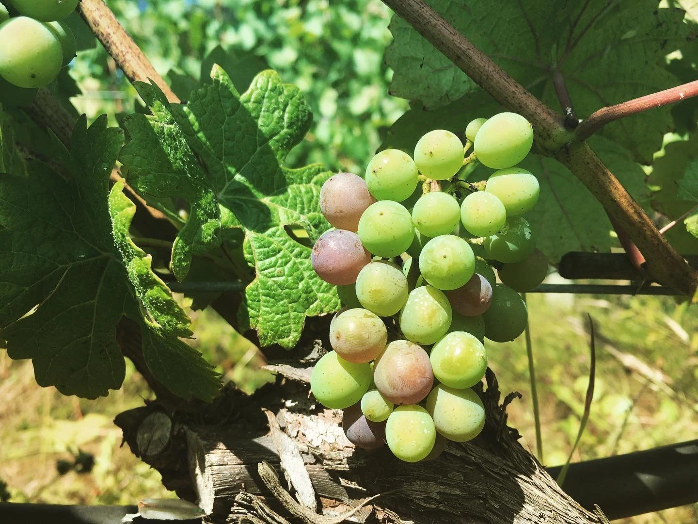 grapes.jpg