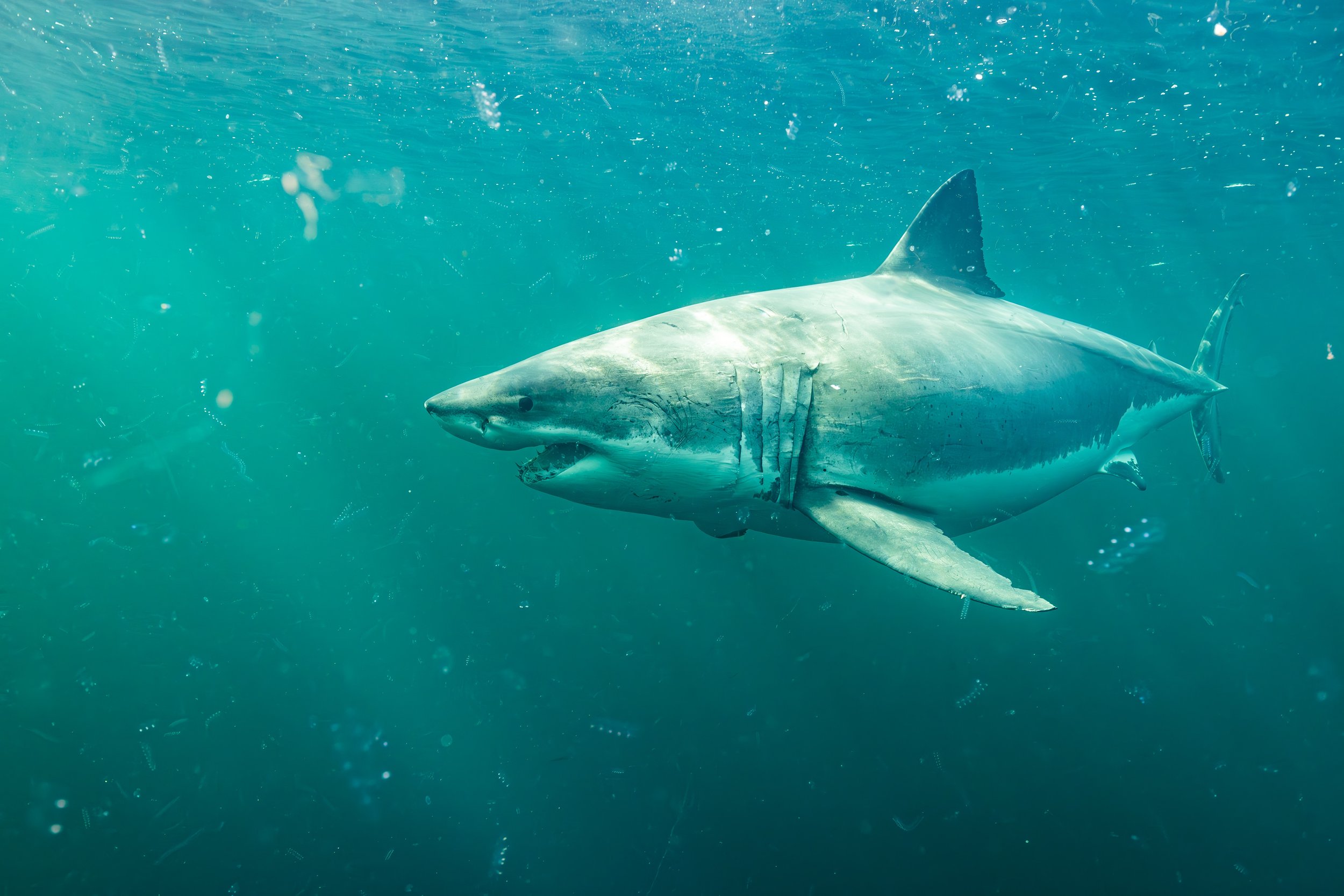 Nicolas Winkler Great White Shark.jpeg