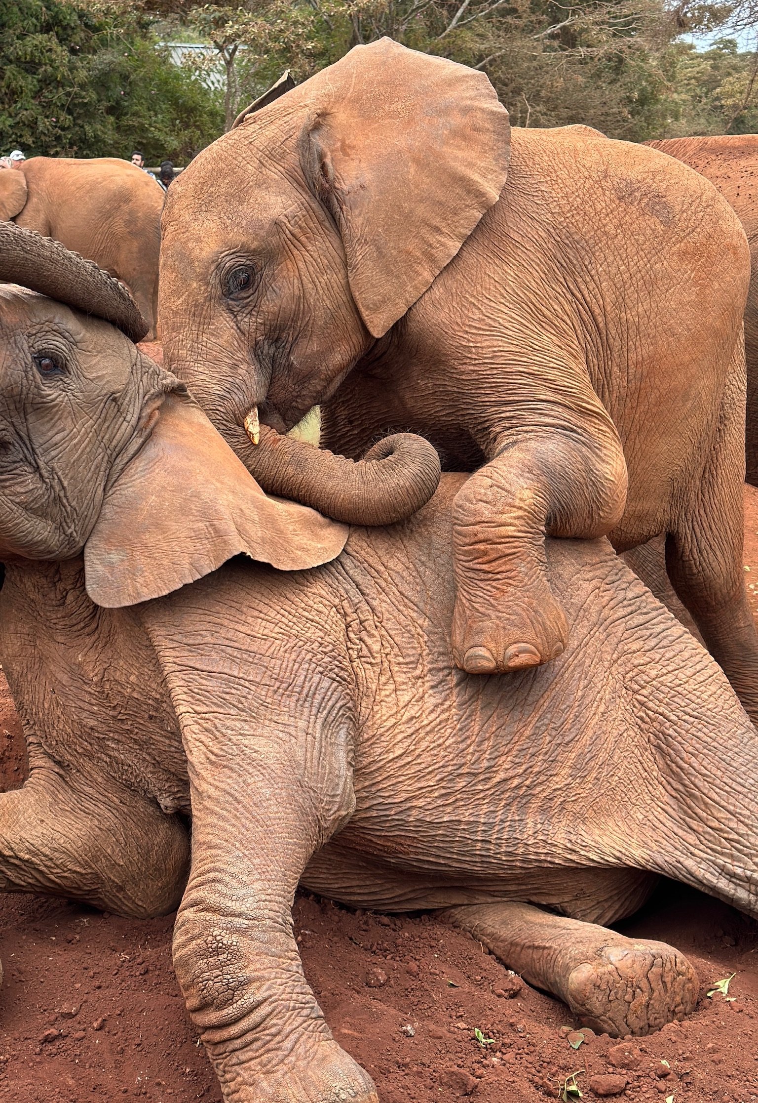 Baby elephants playing.jpg