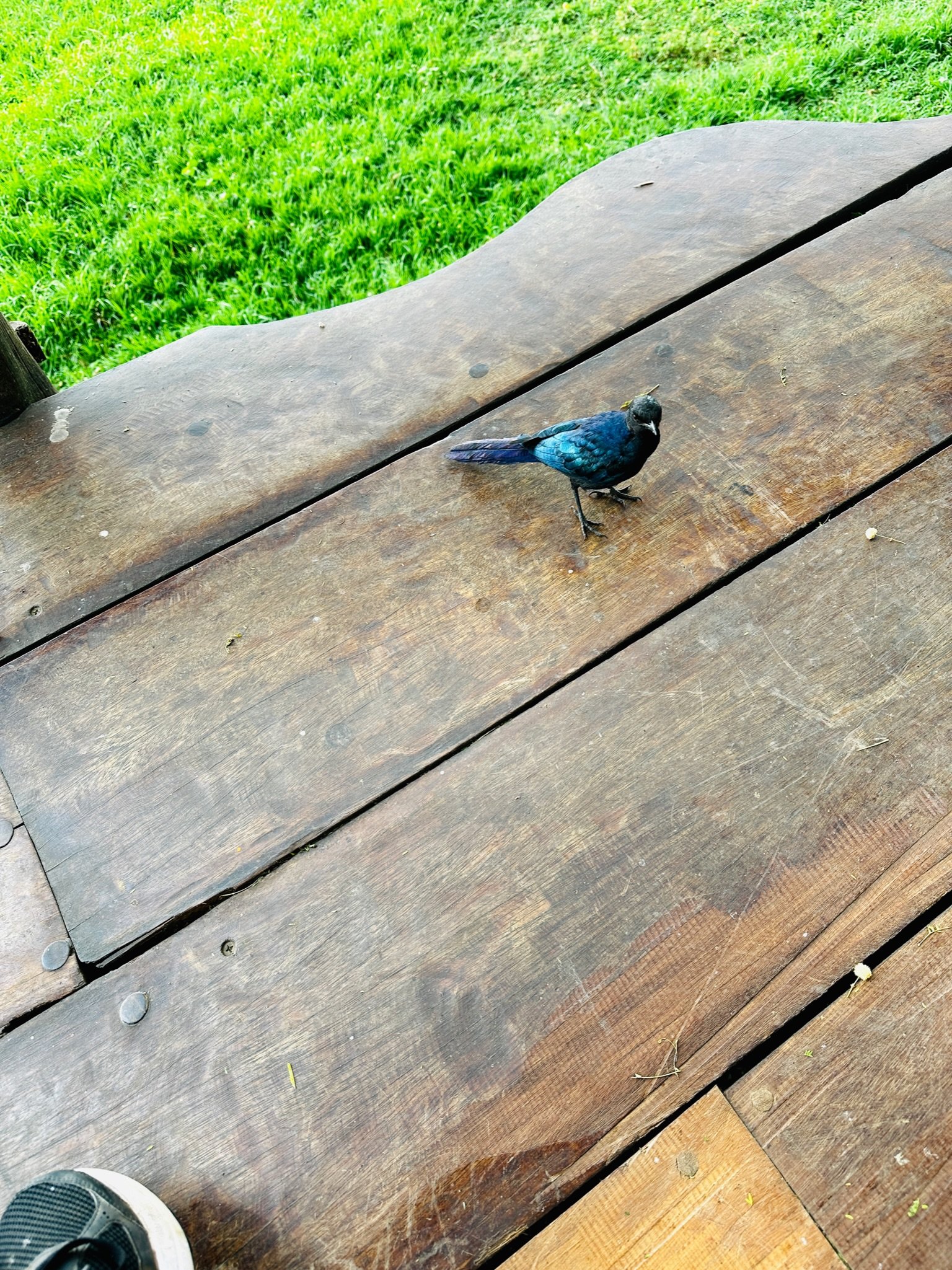 Blue bird.JPG