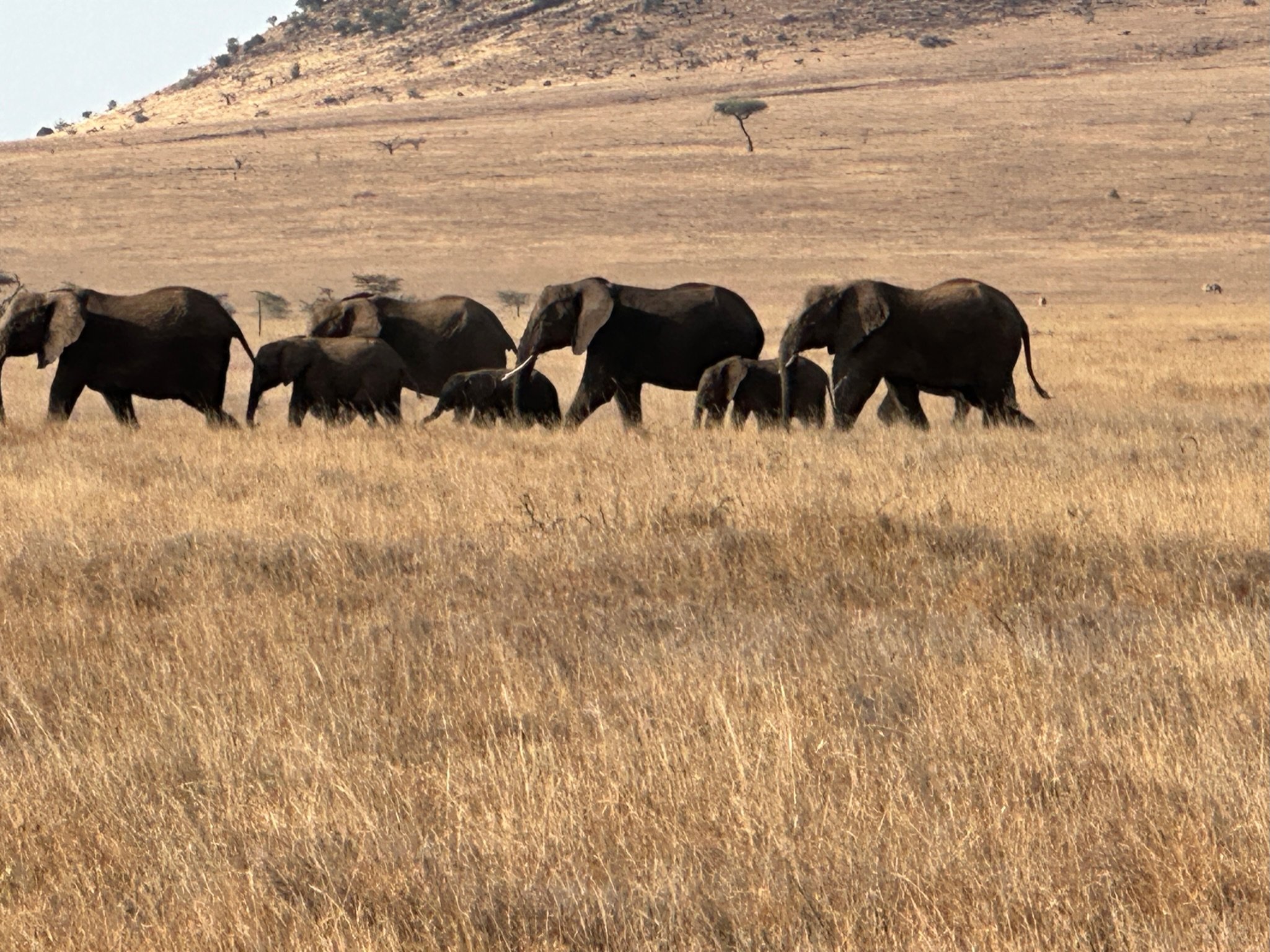 elephants in a row.JPG
