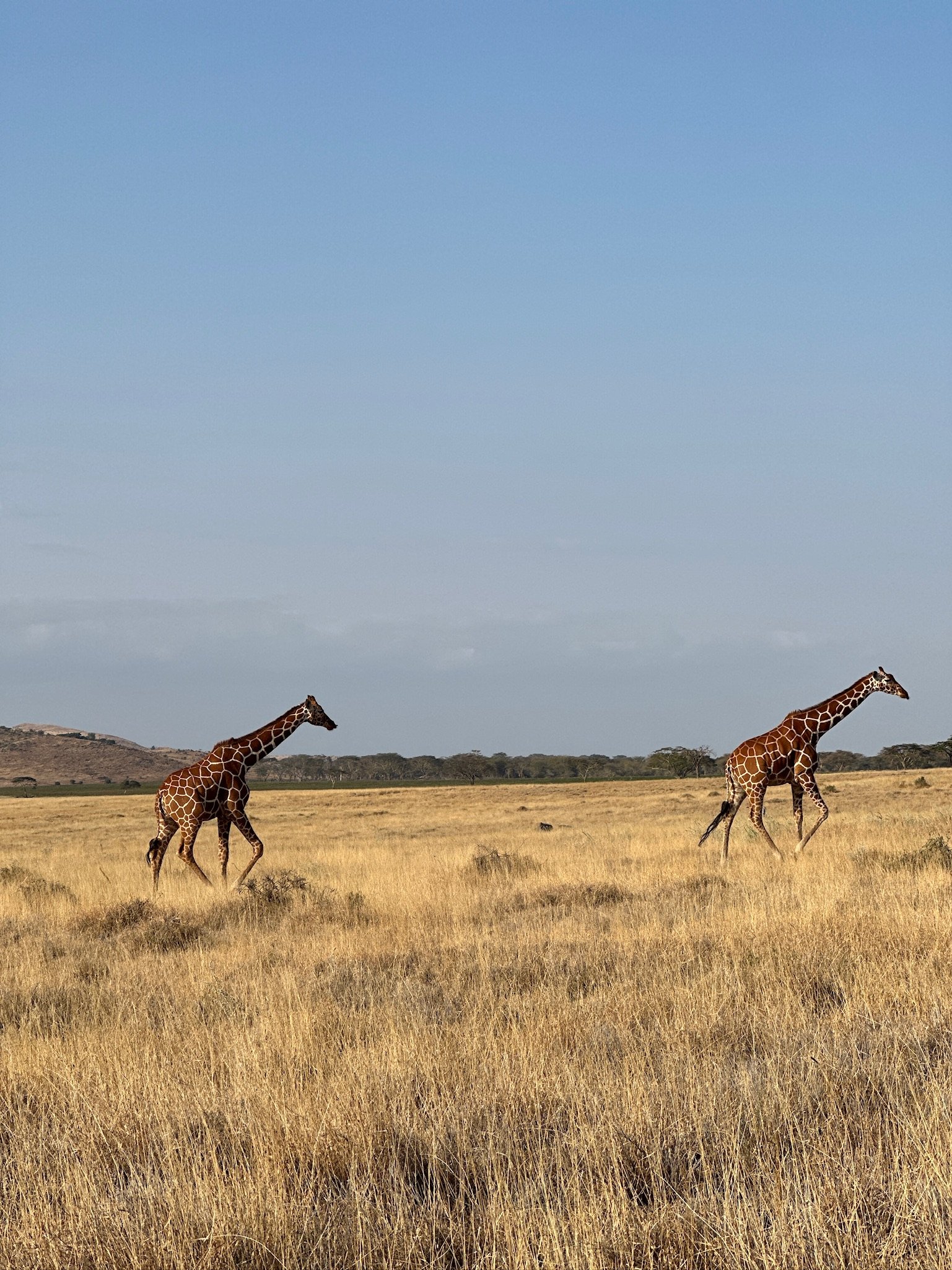 giraffes journeying.JPG