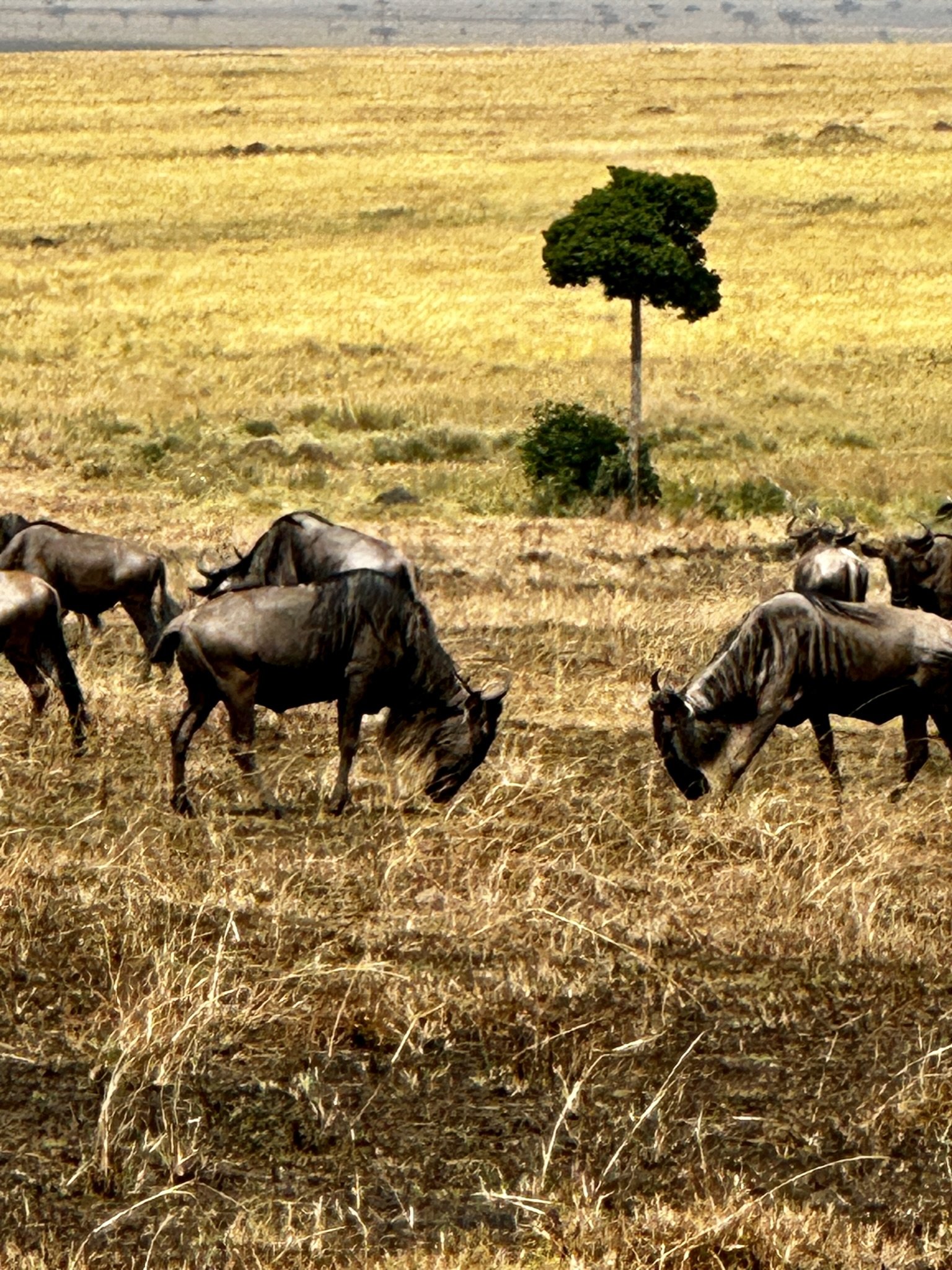 Head to head wildebeests.jpg
