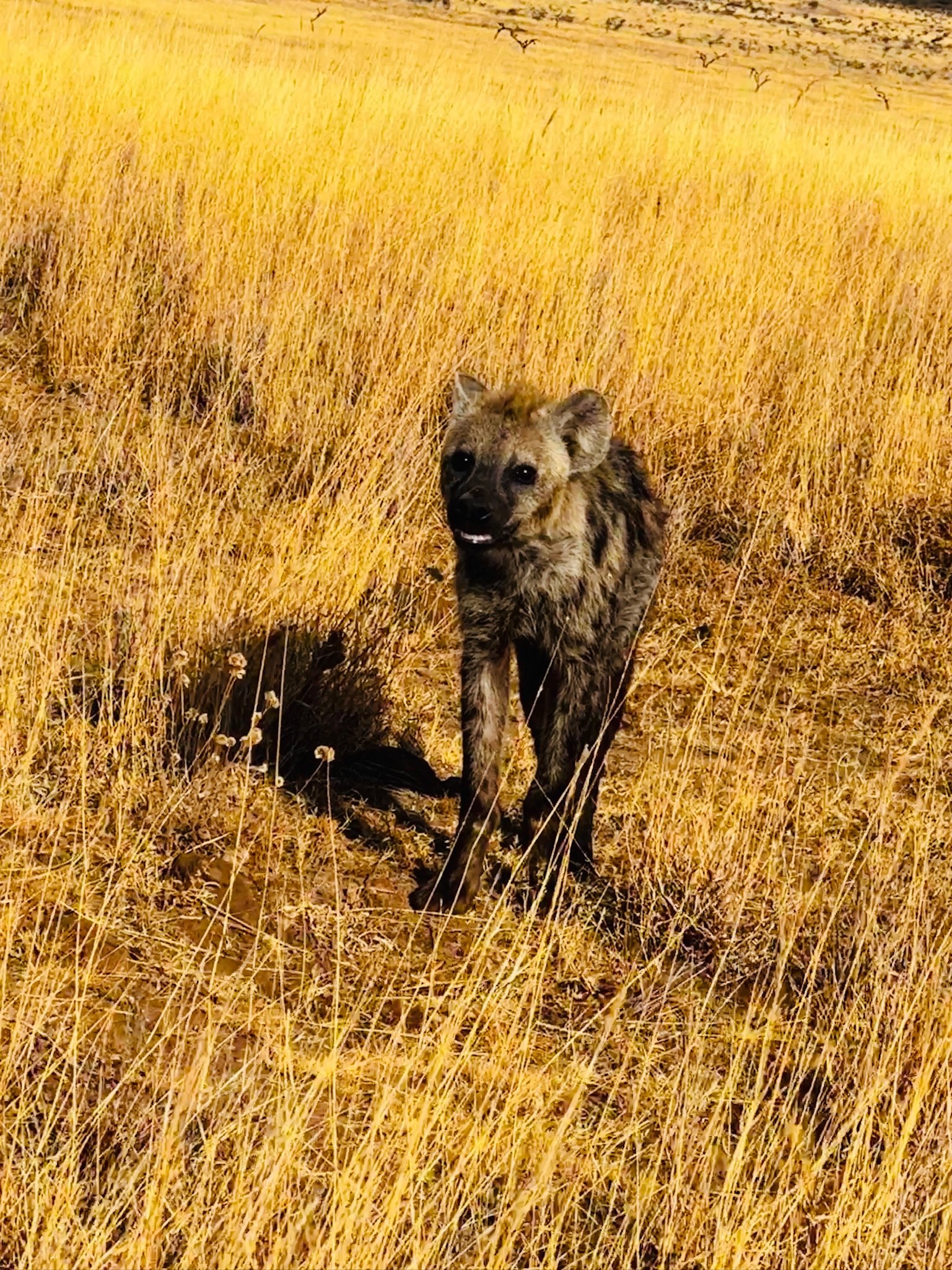 Hyena.JPG