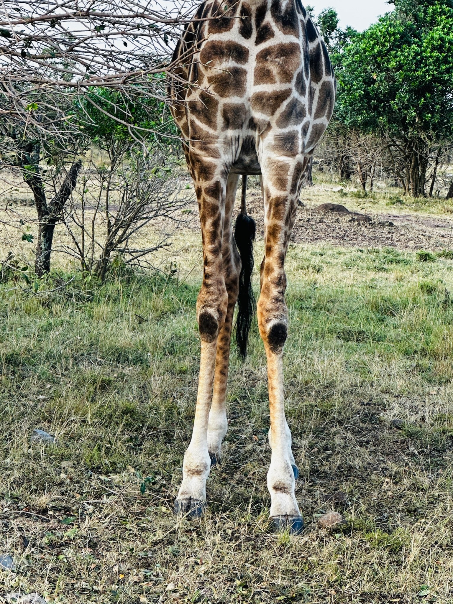 Knees of giraffe.jpg