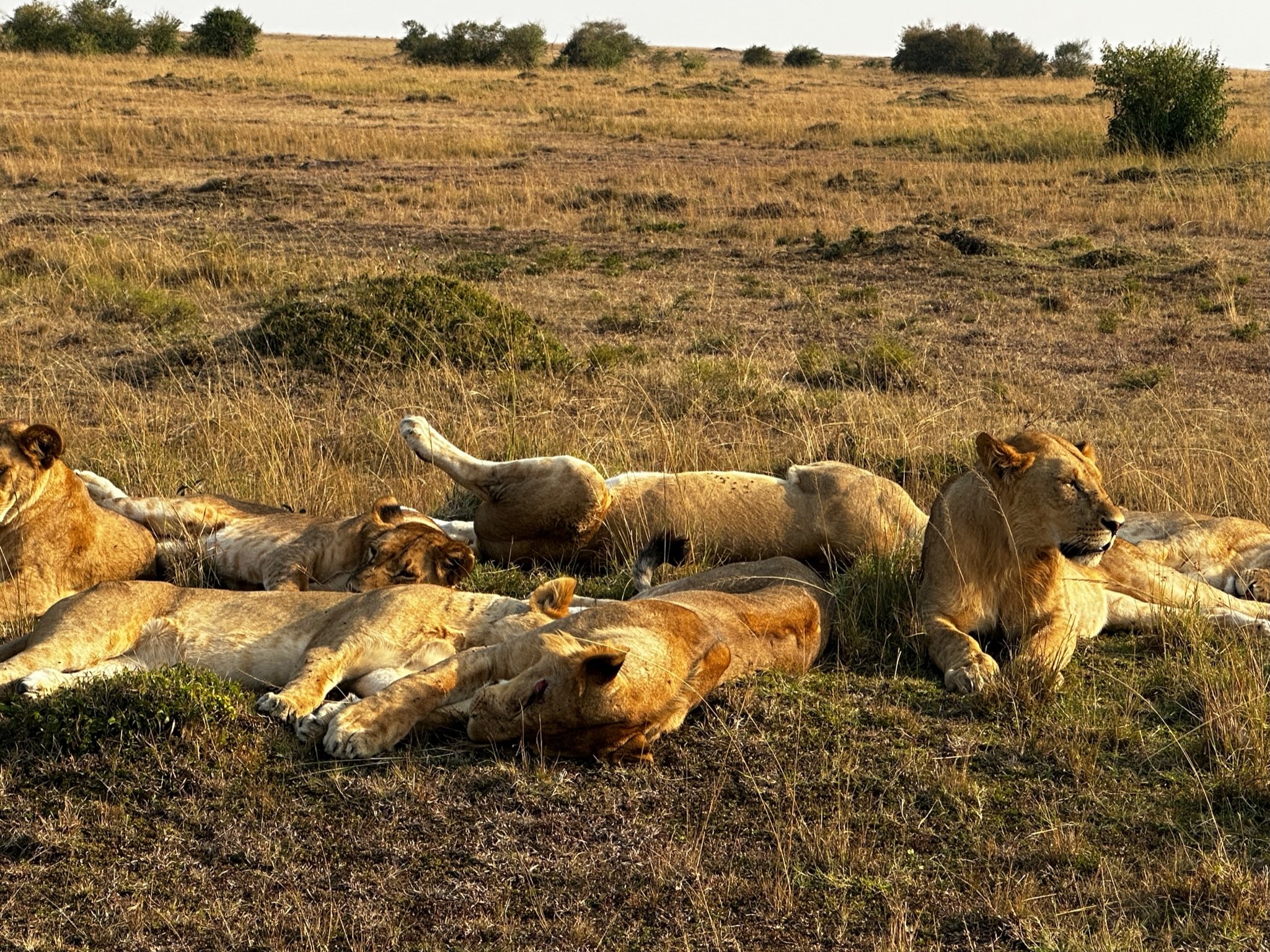 Pile of Lions.JPG