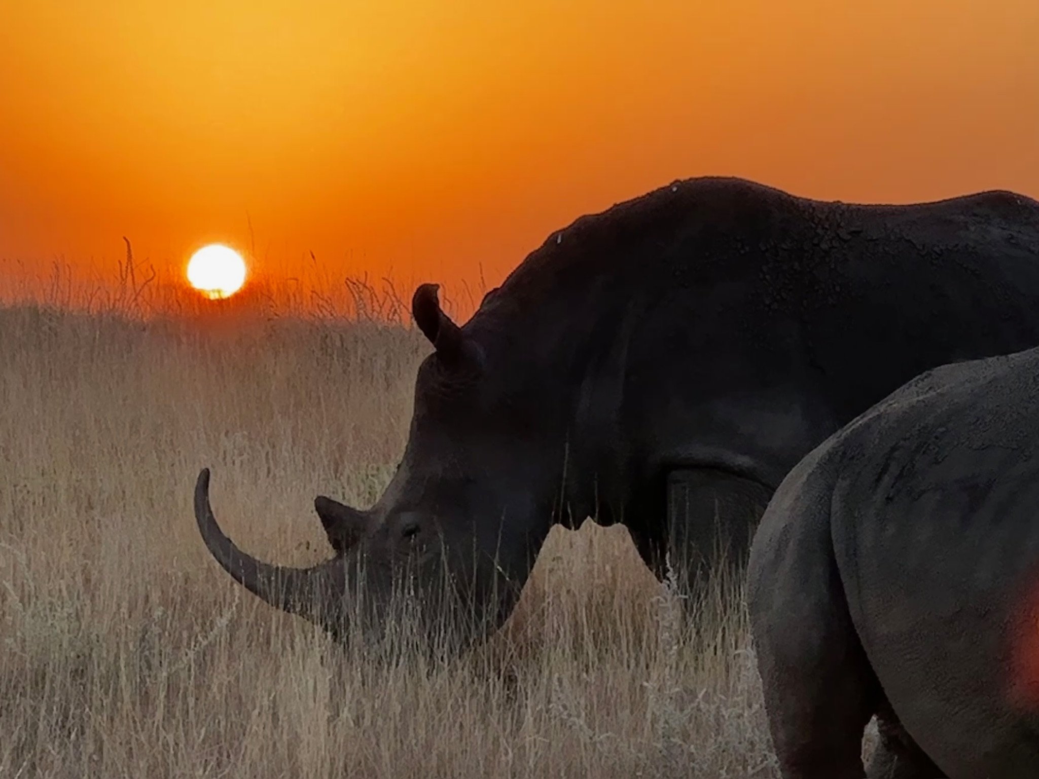 Rhinos at sunset.JPG
