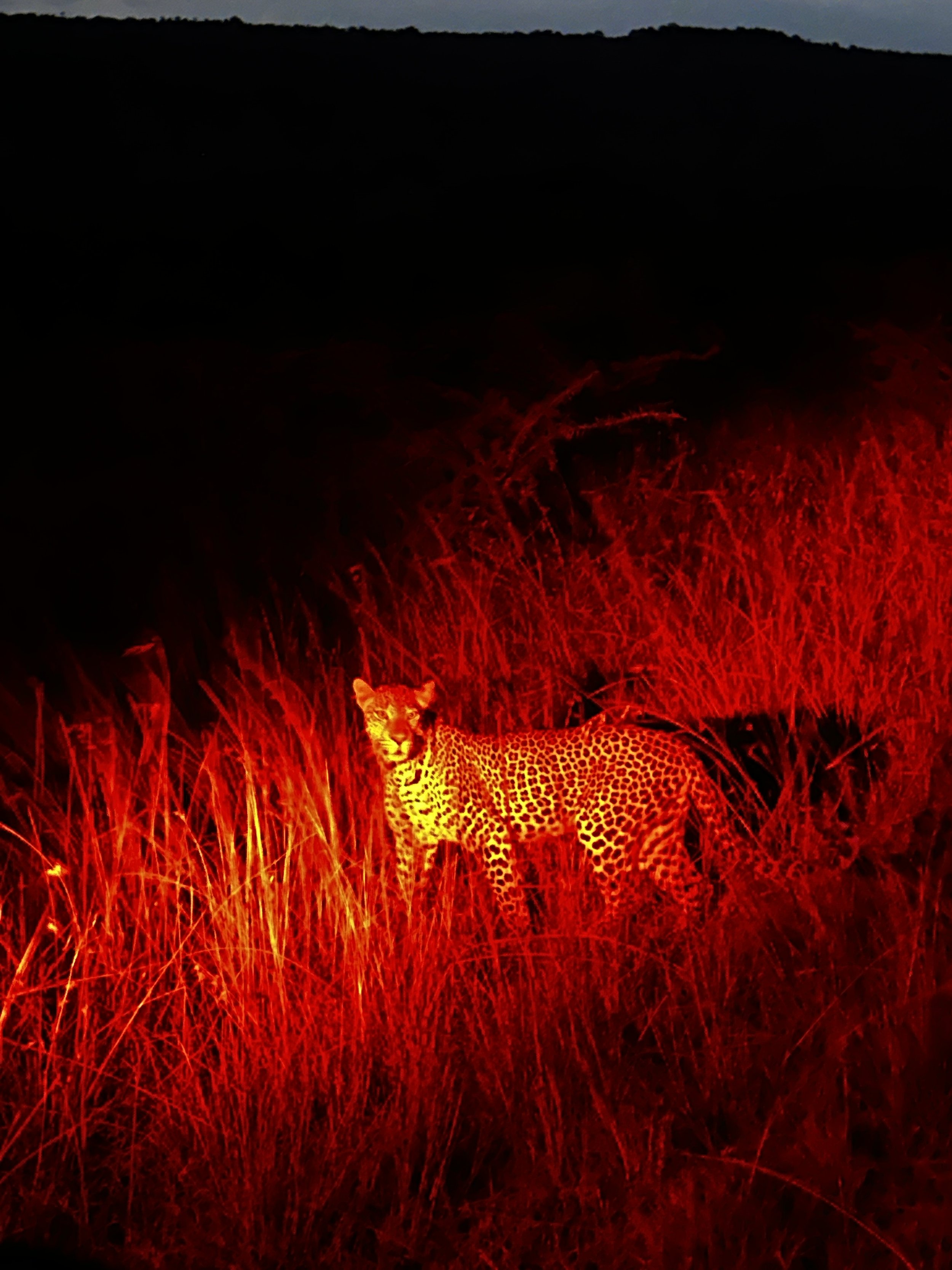 leapard at night.JPG