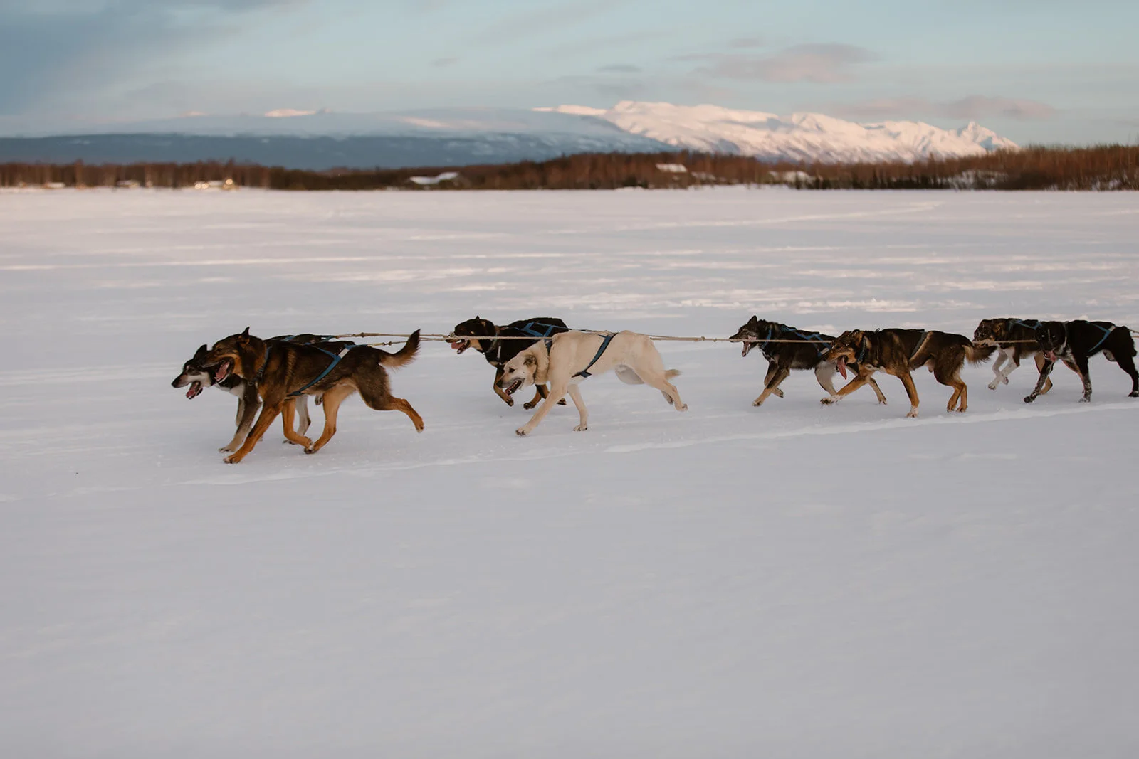 Alaska Dog Mushing Elopement