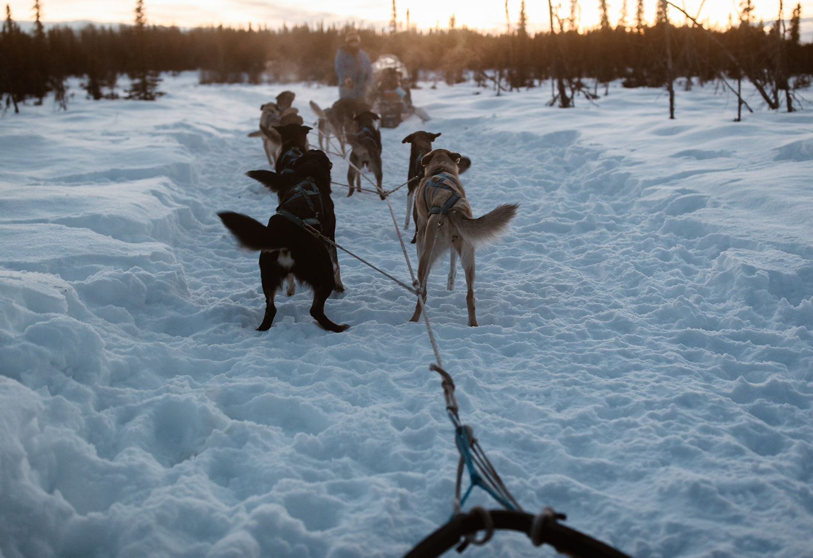 Alaska Dog Mushing Elopement