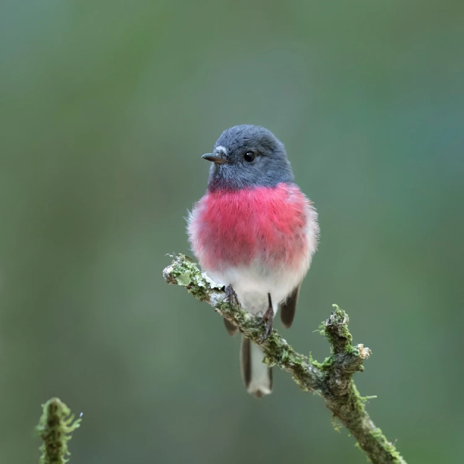 Avid Birdwatcher And Photographer Ambika Bone Discusses Her Lifetime ...