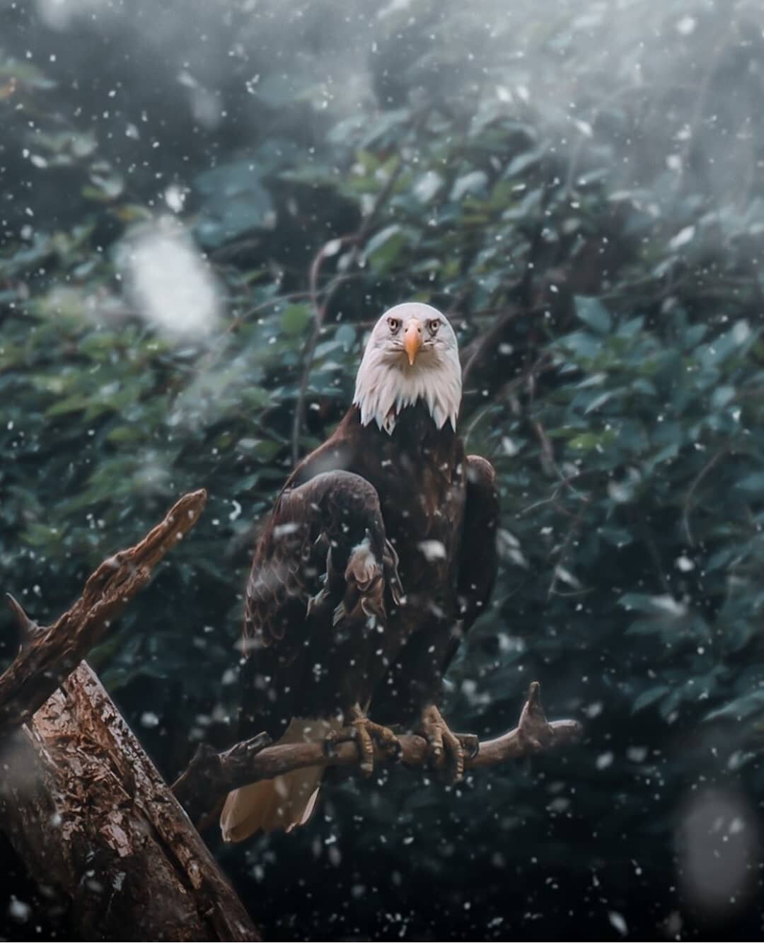 Ever have that feeling that you are being watched? 🦅

Congratulations on your feature @kyle.fredrickson 

----------------------------------------------------------------------

What we do:
NOT just another Instagram repost page, we have the privile