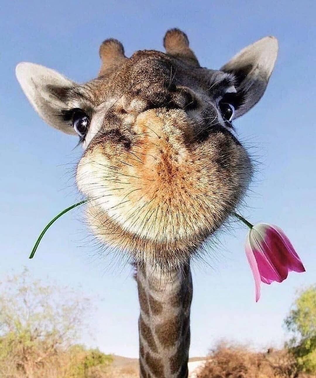 😍 the answer is yes Gerald! I will accept this flower from you 🥰 congratulations on your feature @geralds.life 

----------------------------------------------------------------------

What we do:
NOT just another Instagram repost page, we have the