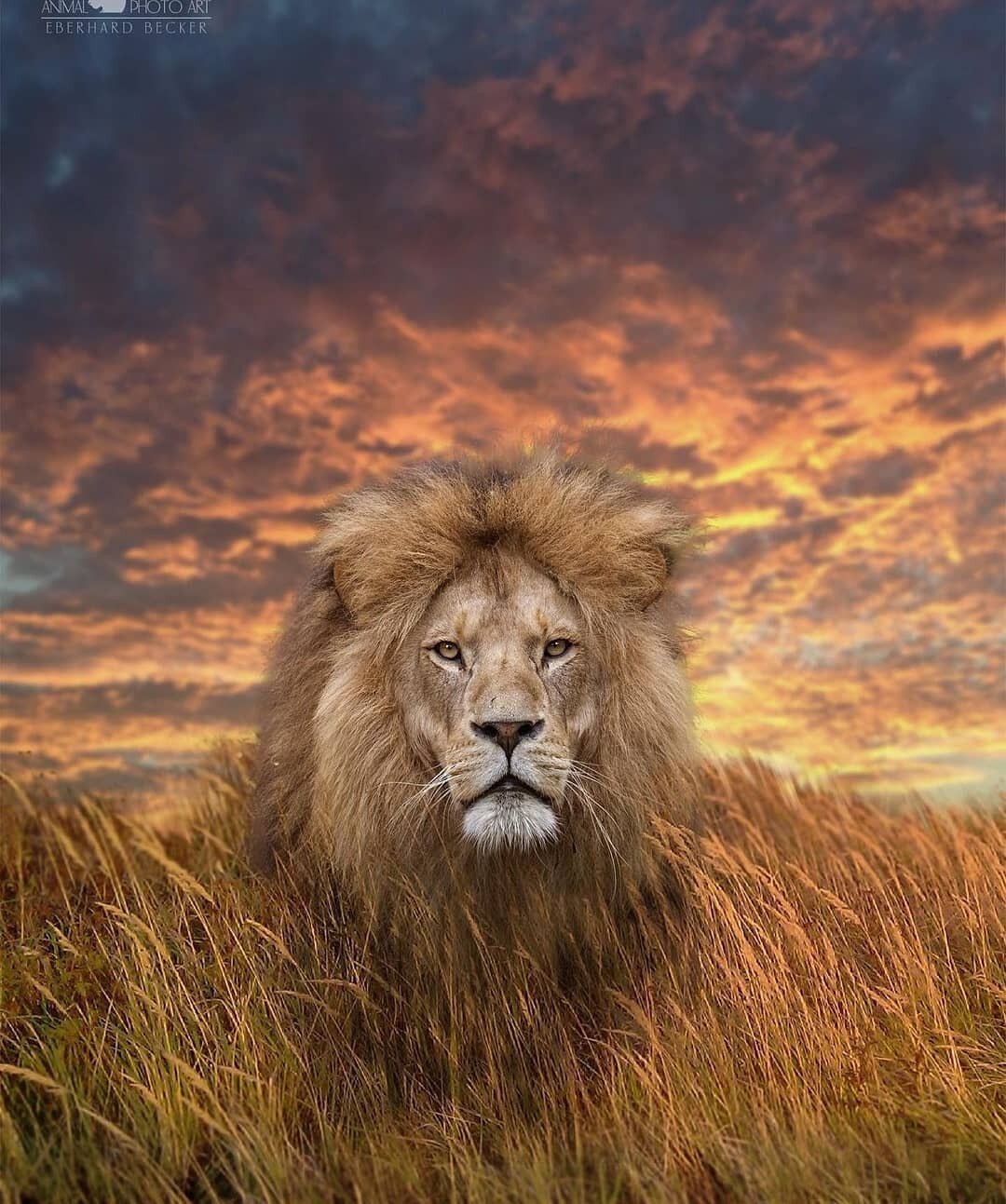 In all his glory 🦁 this is absolutely stunning @eberhardbecker_photography, congratulations on your feature! 

----------------------------------------------------------------------

What we do:
NOT just another Instagram repost page, we have the pr