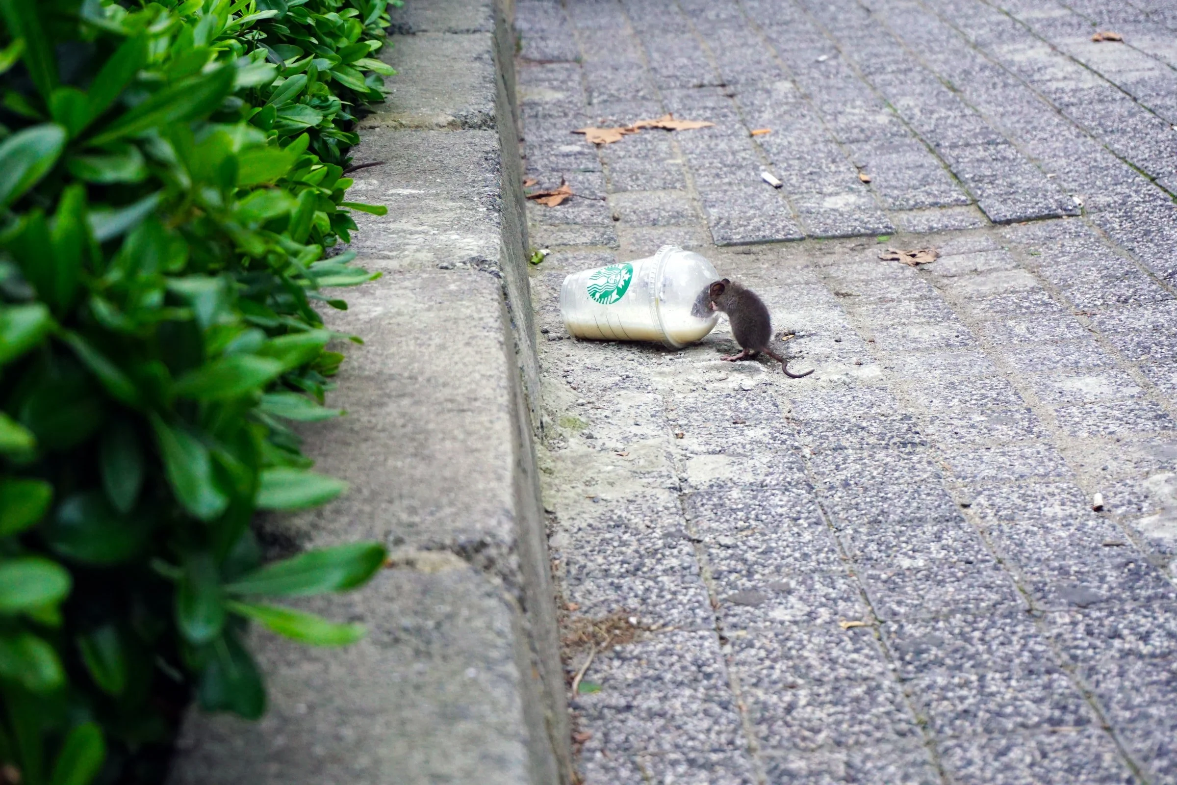 TWC Podcast #74: In a Starbucks Parking Lot
