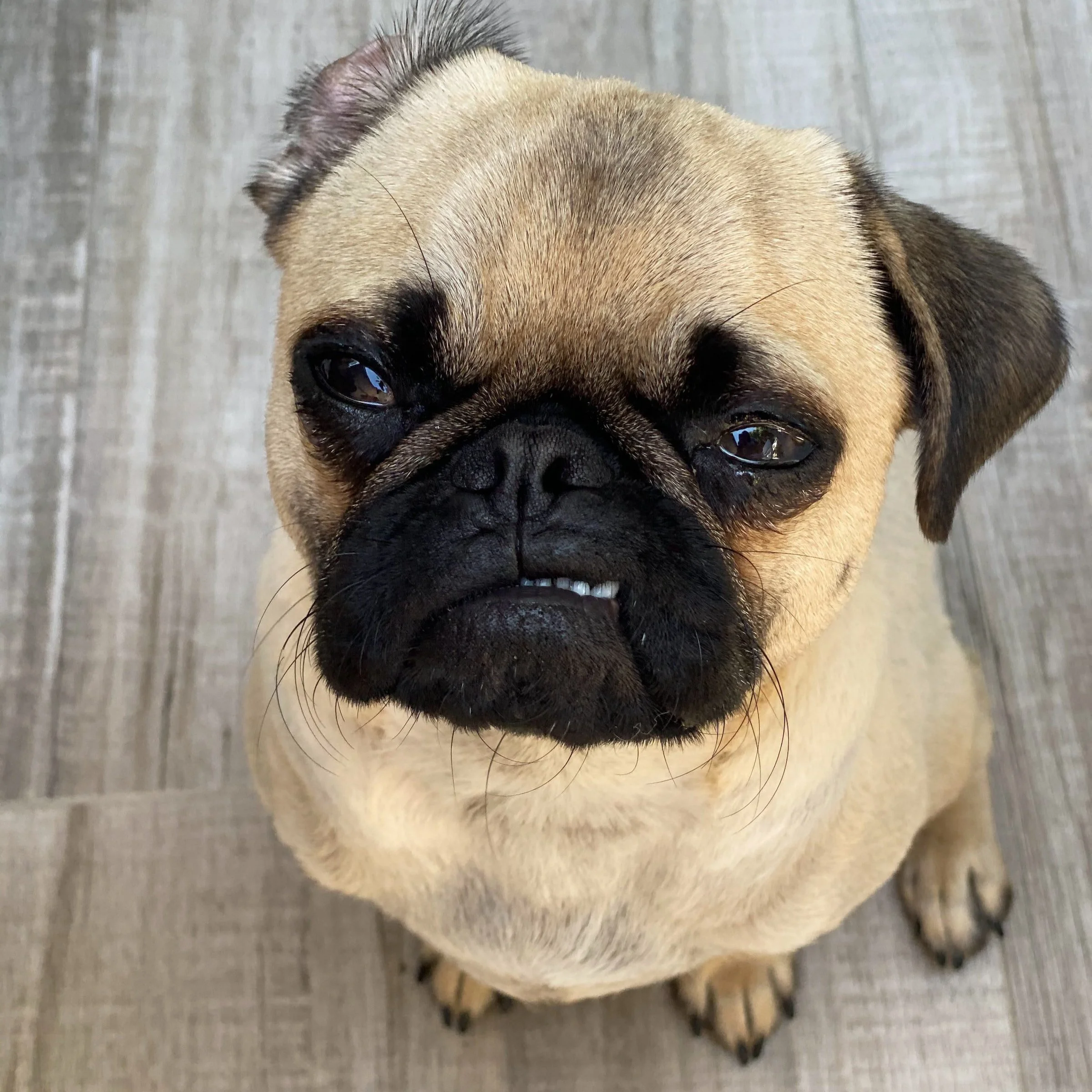 TWC Podcast #83: Not Contentious, Pugnacious