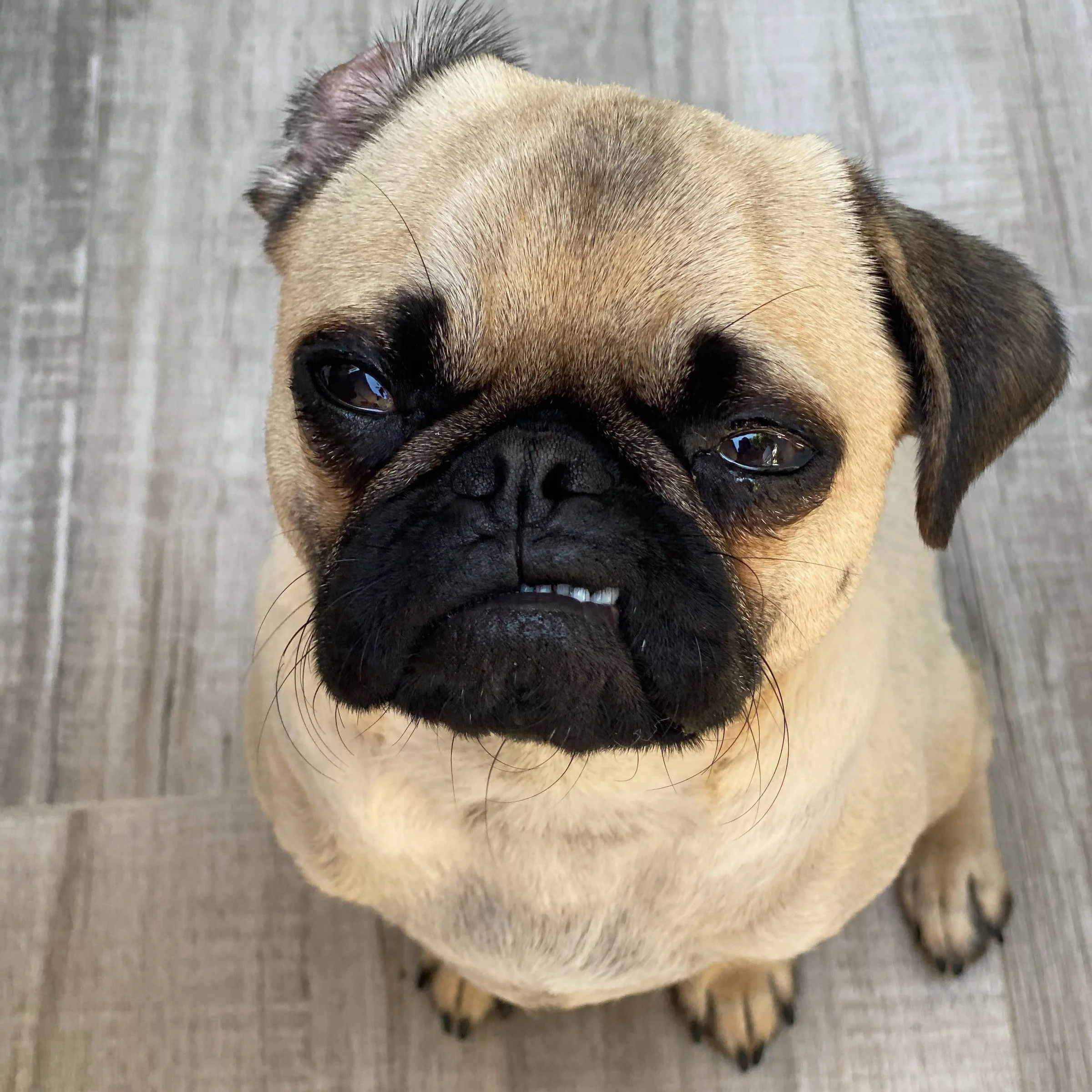 TWC Podcast #83: Not Contentious, Pugnacious