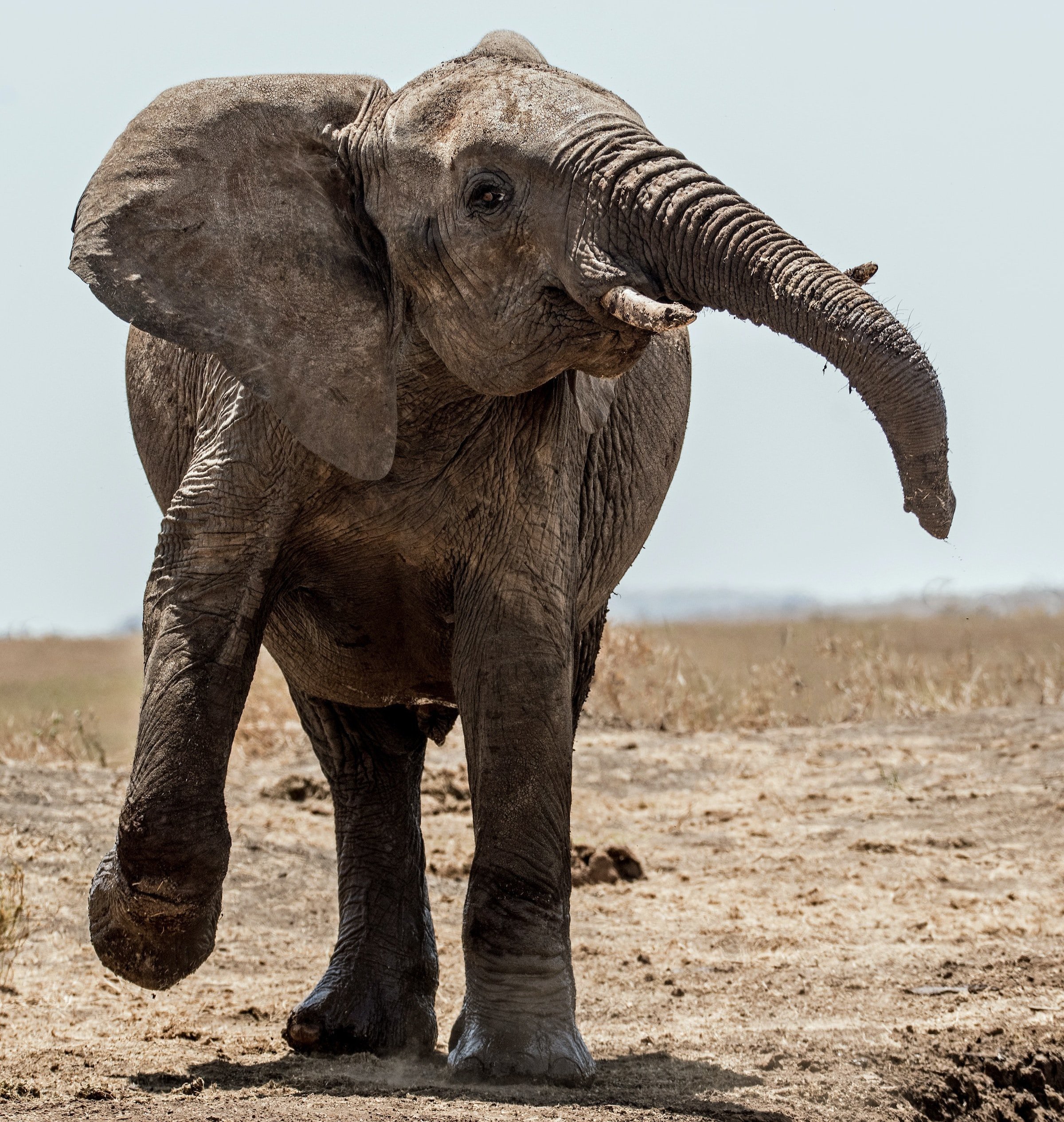 TWC Podcast #141: Elephant in a Tutu