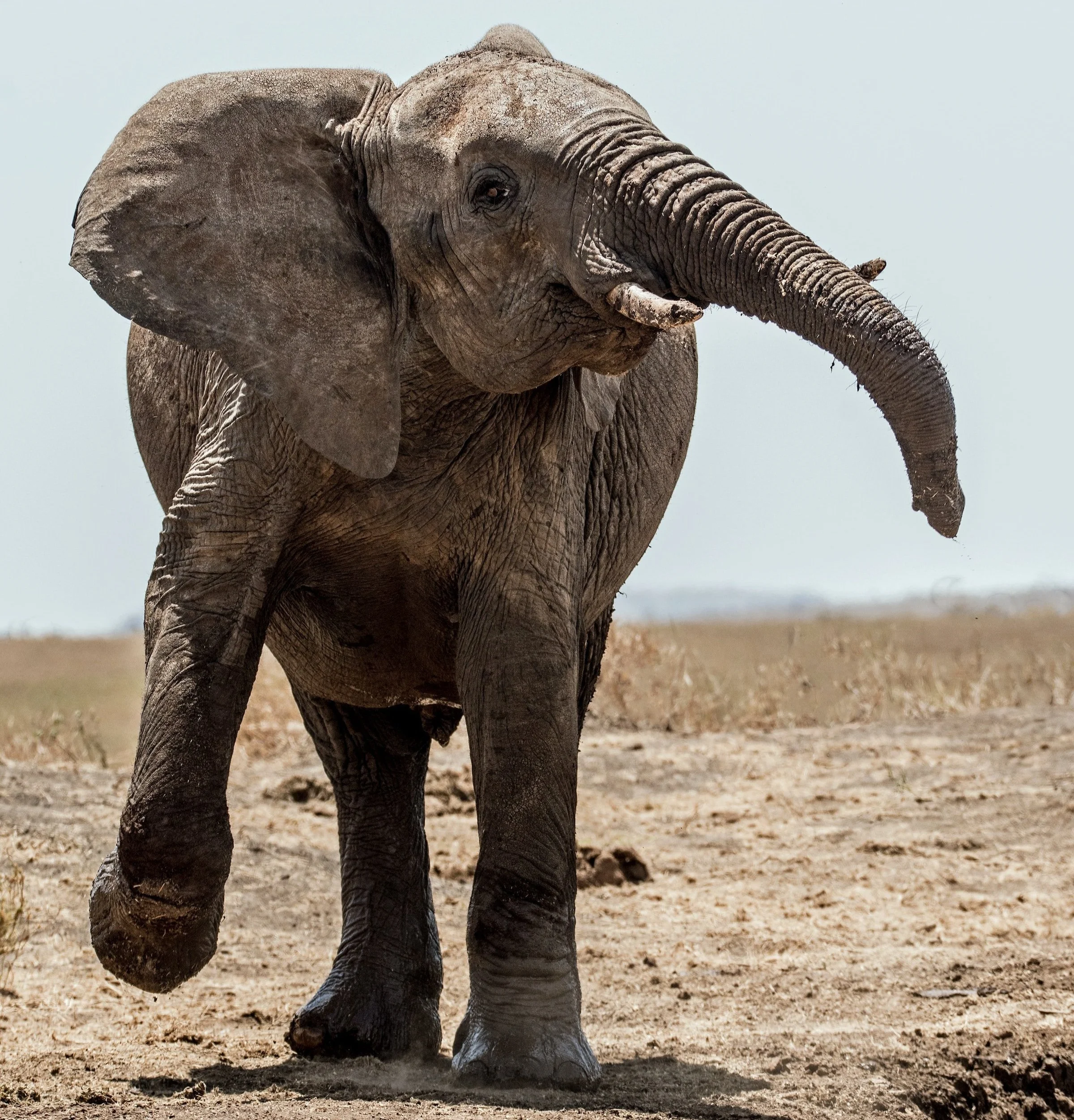TWC Podcast #141: Elephant in a Tutu