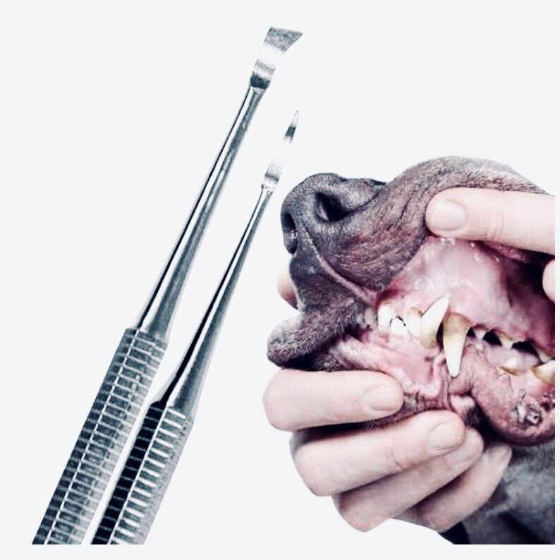 Zahnpflege hund Werkzeug kaufen.jpg