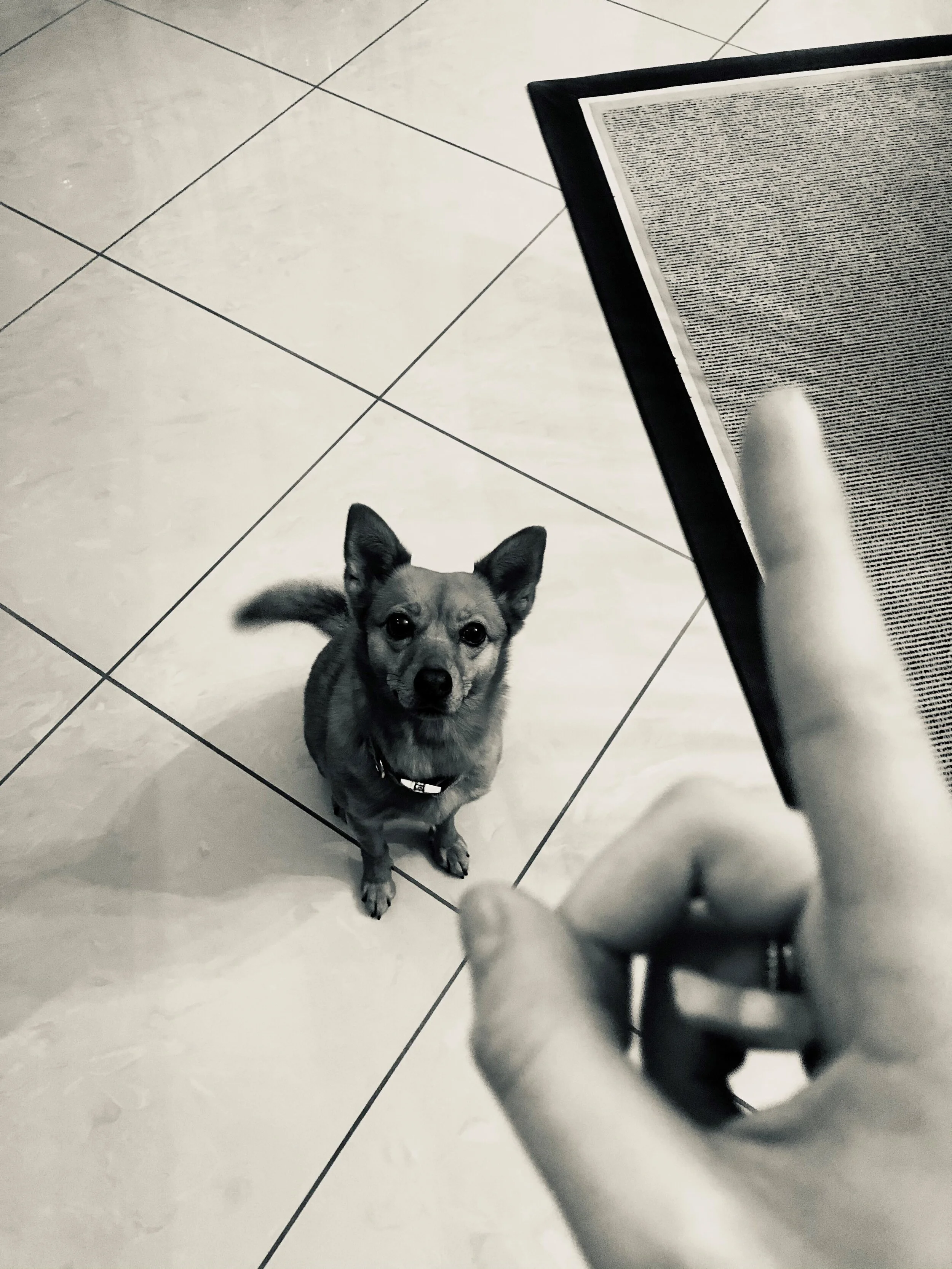 Hundeschule 1.jpg