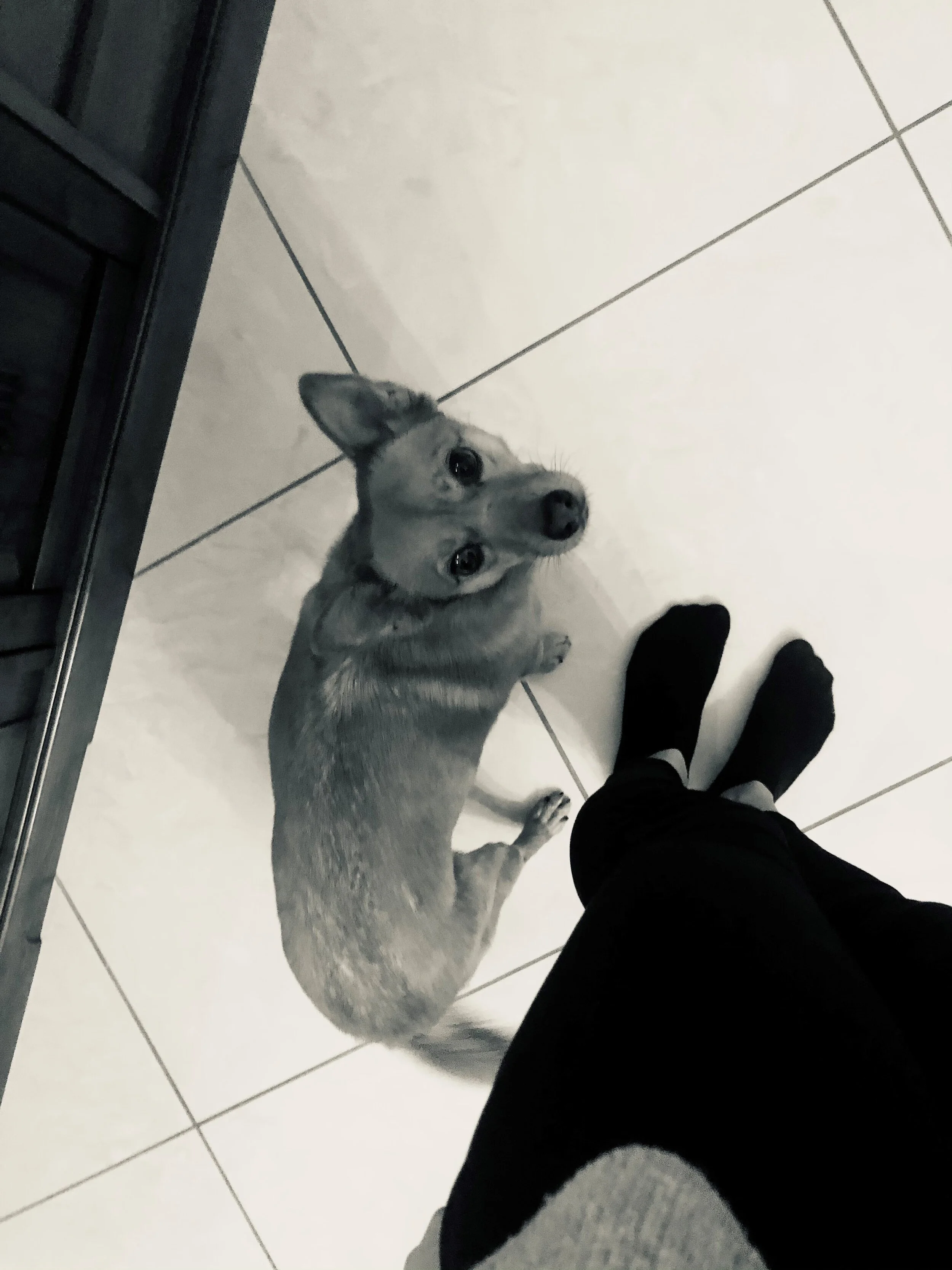 Hundeschule 3.jpg
