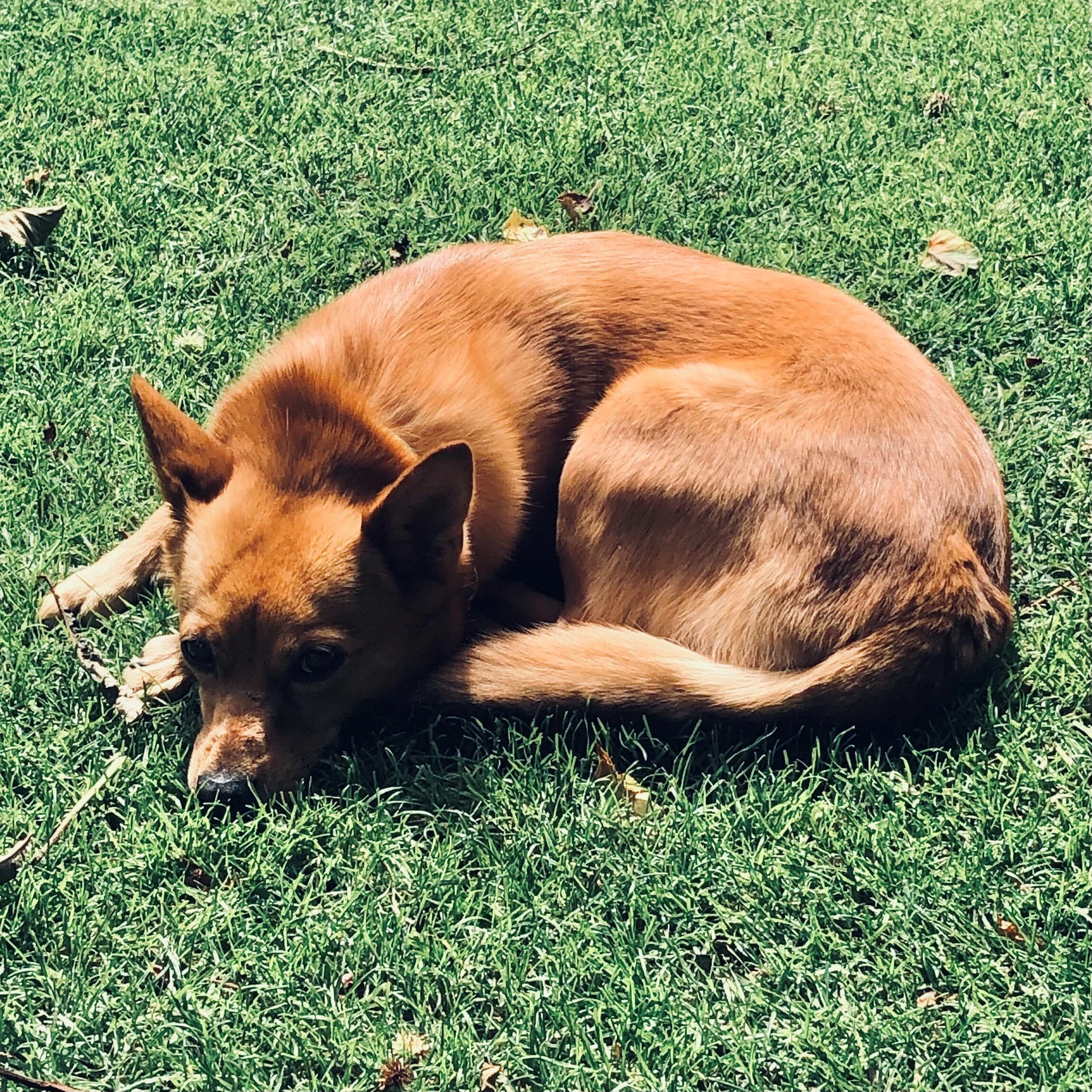 Die Archetypen der Hunde