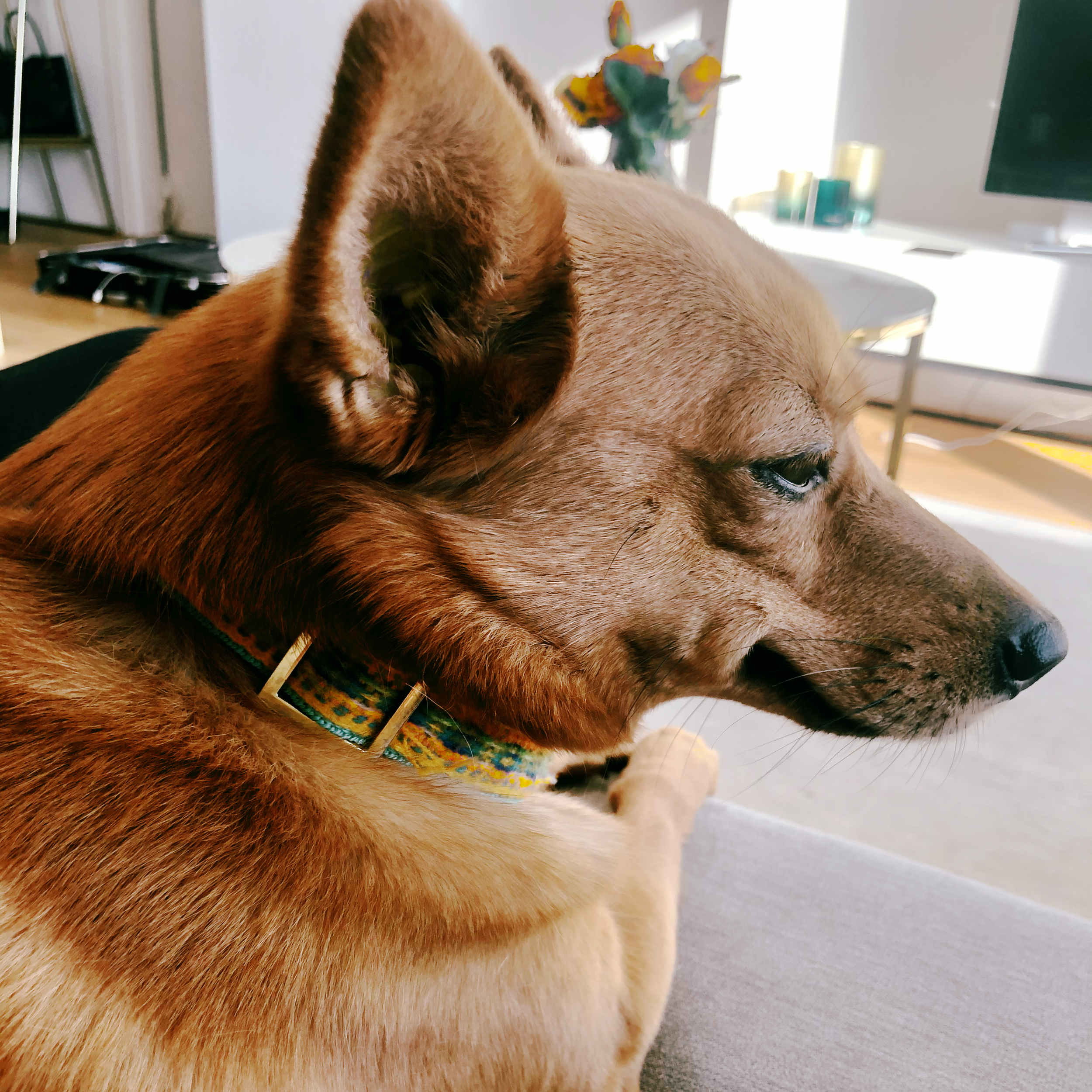 Mit dem Hund durch Corona