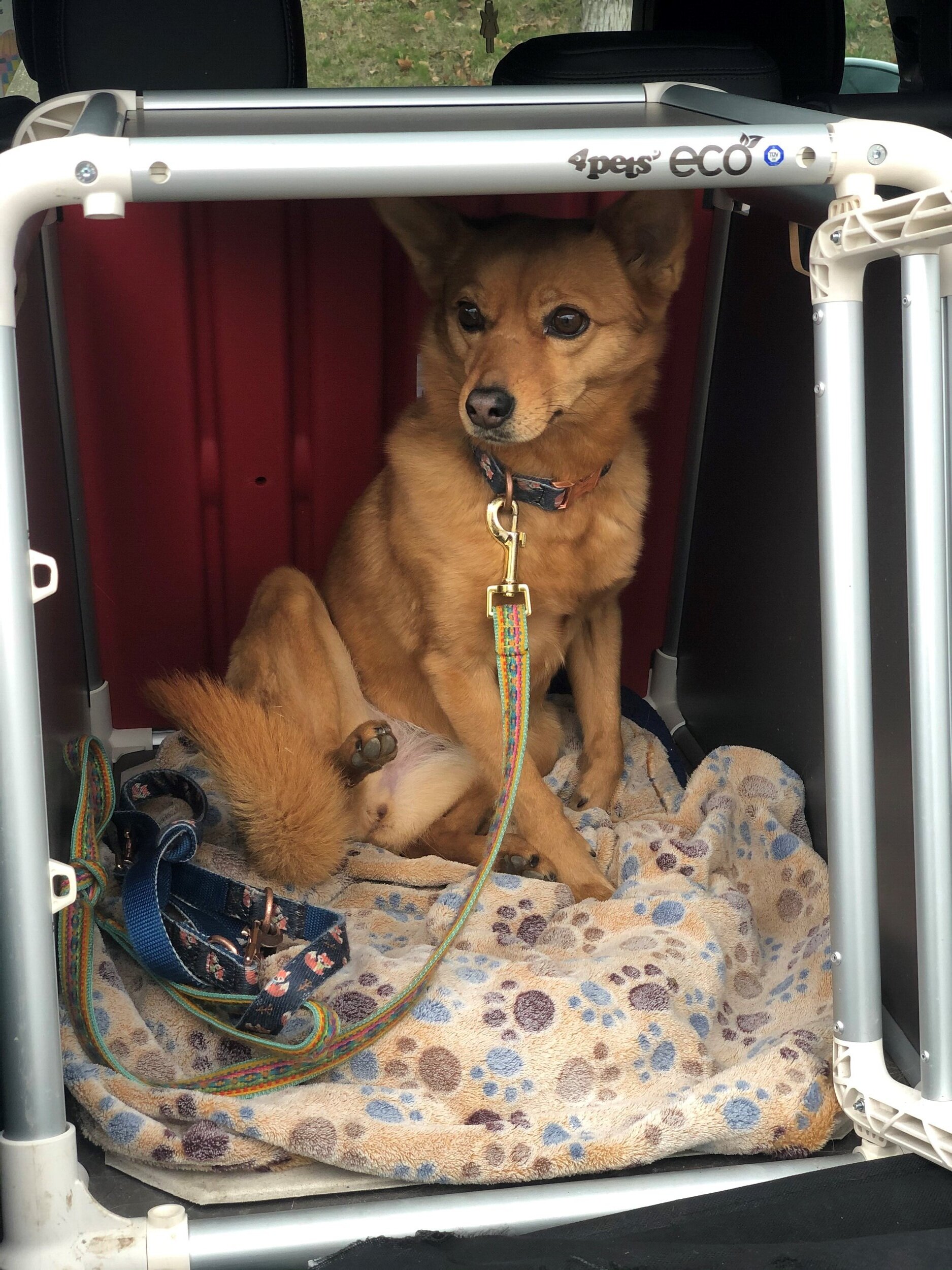 Hunde im Auto: Tipps zum sicheren Transport - DER SPIEGEL