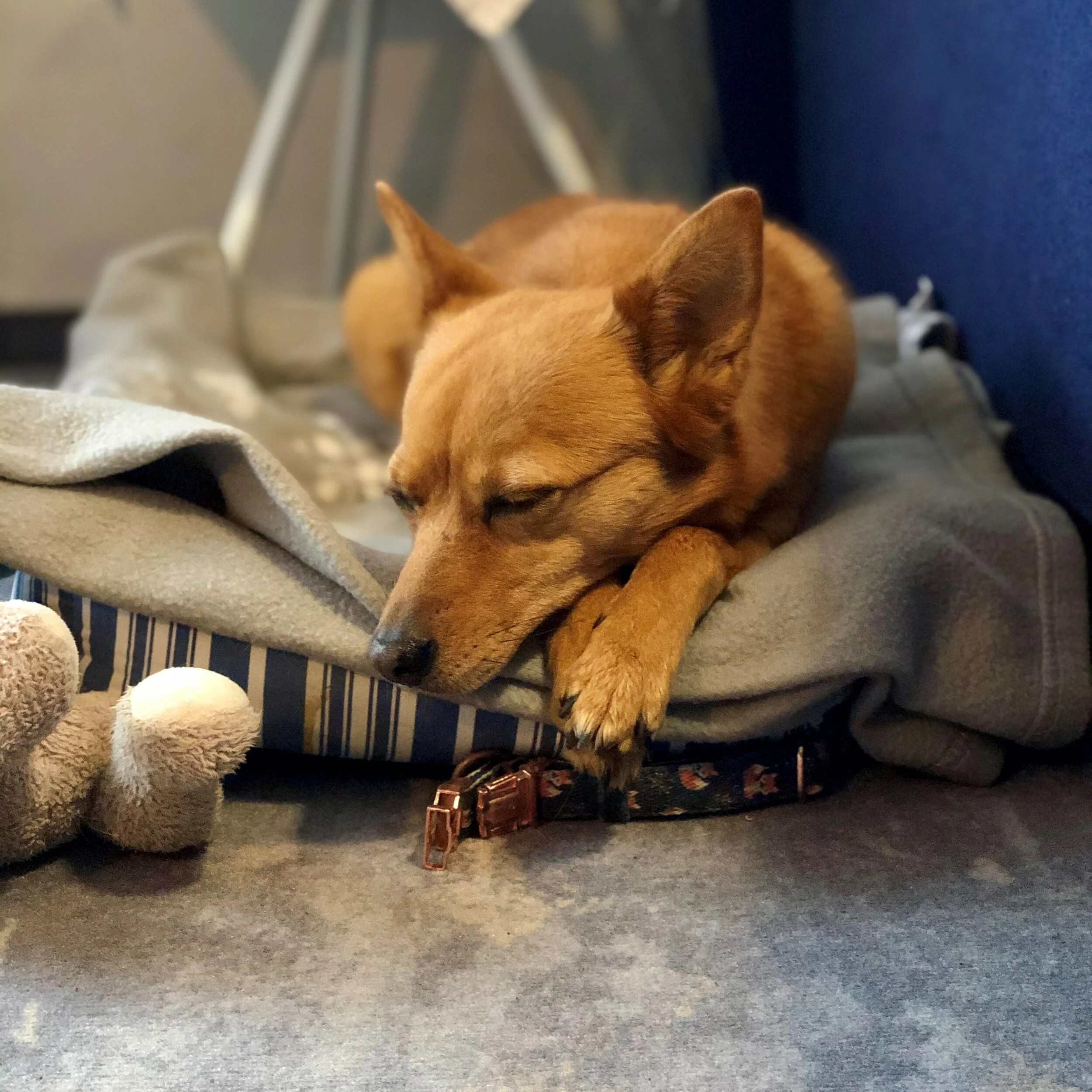 Pension oder Hotel mit Hund