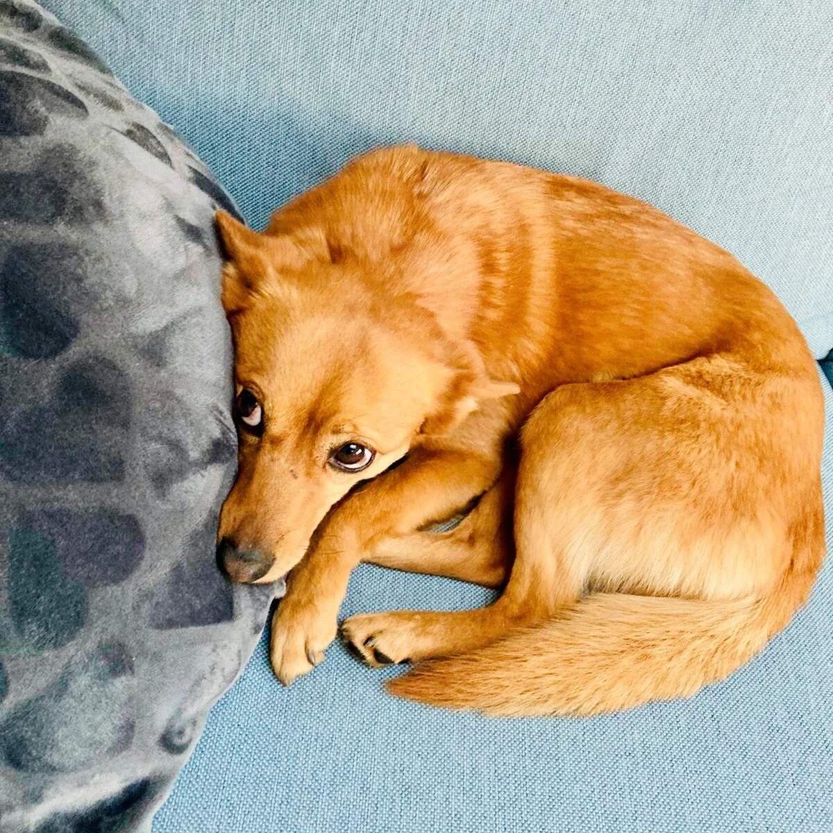 Mit dem Hund durch München