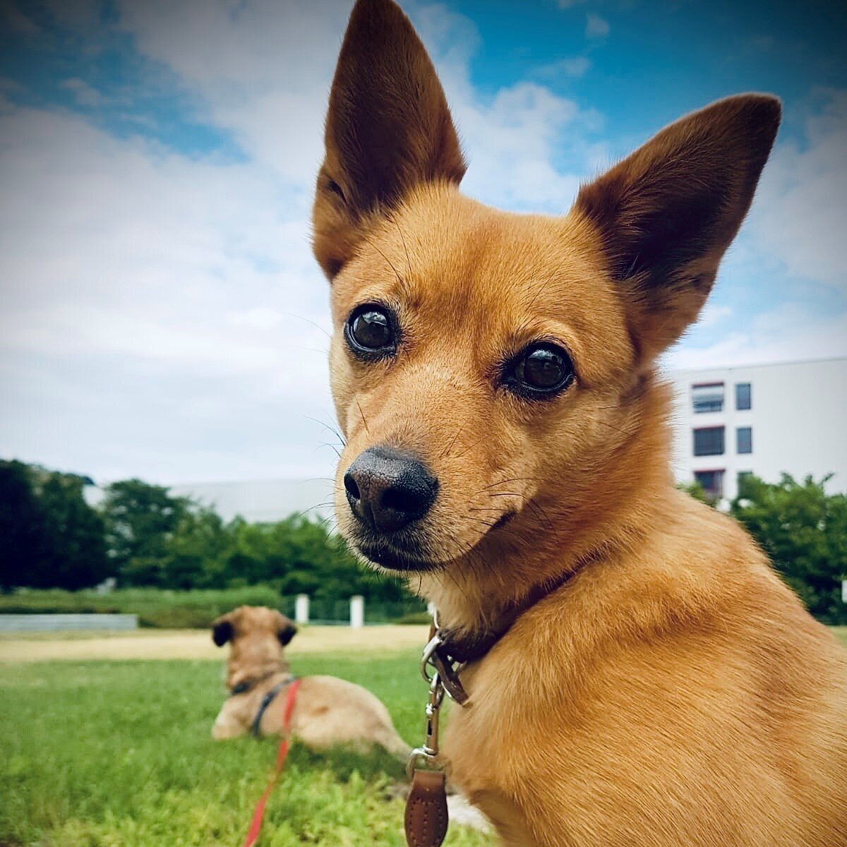 Ein Hund - Eine Lehre fürs Leben