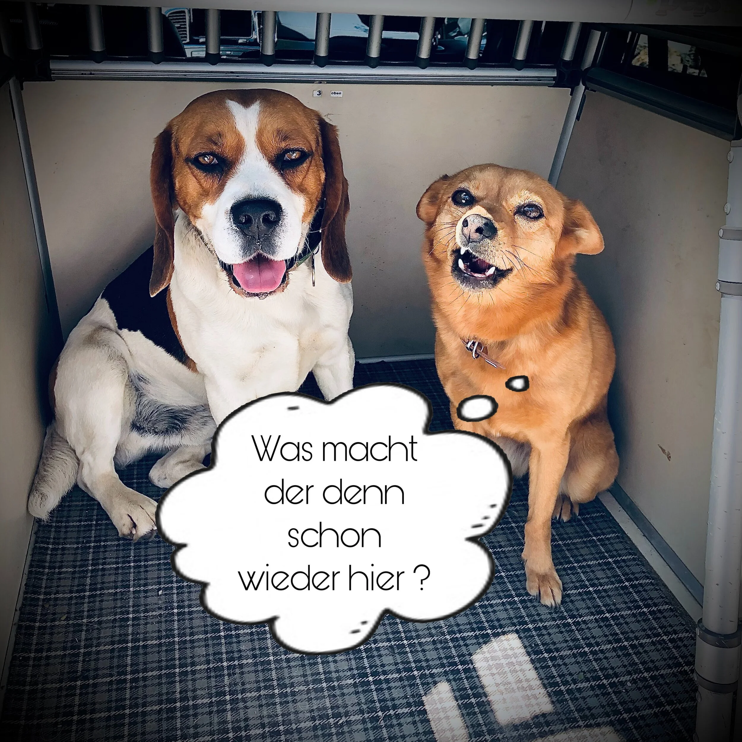 Brauchen Hunde andere Hunde ?