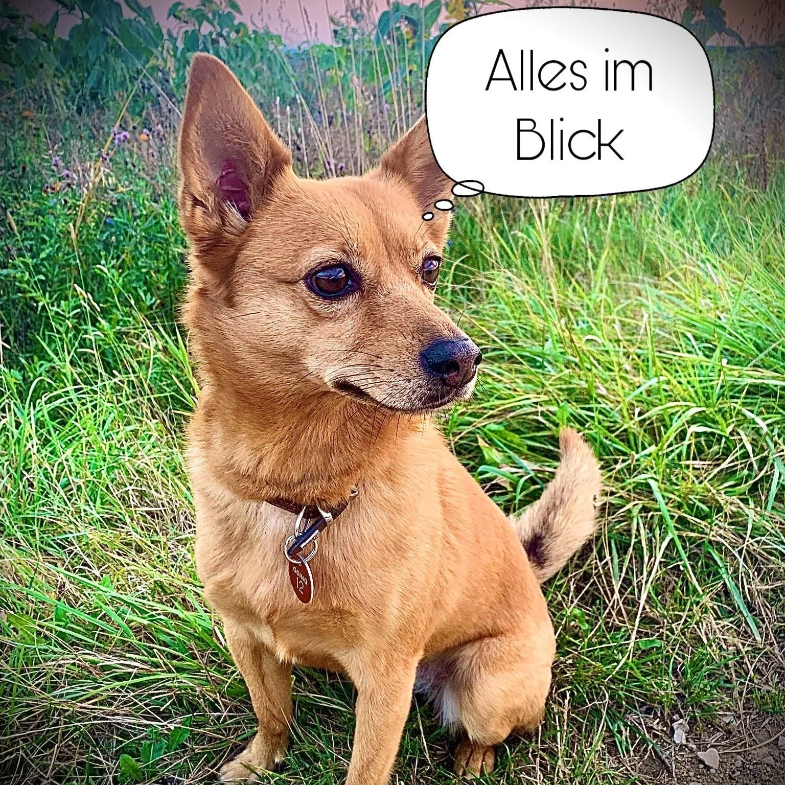 Archetypen der Hunde - Lucy