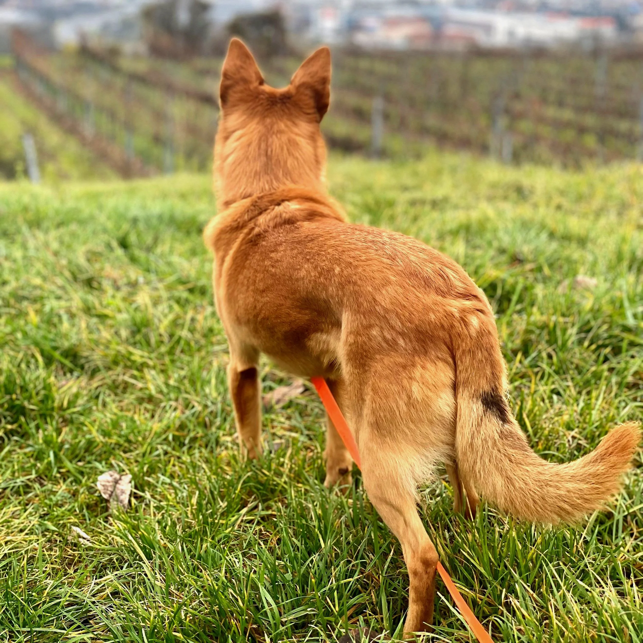 Vom Pessimist zum “Worst Case” Denker (Stopkonzept)
