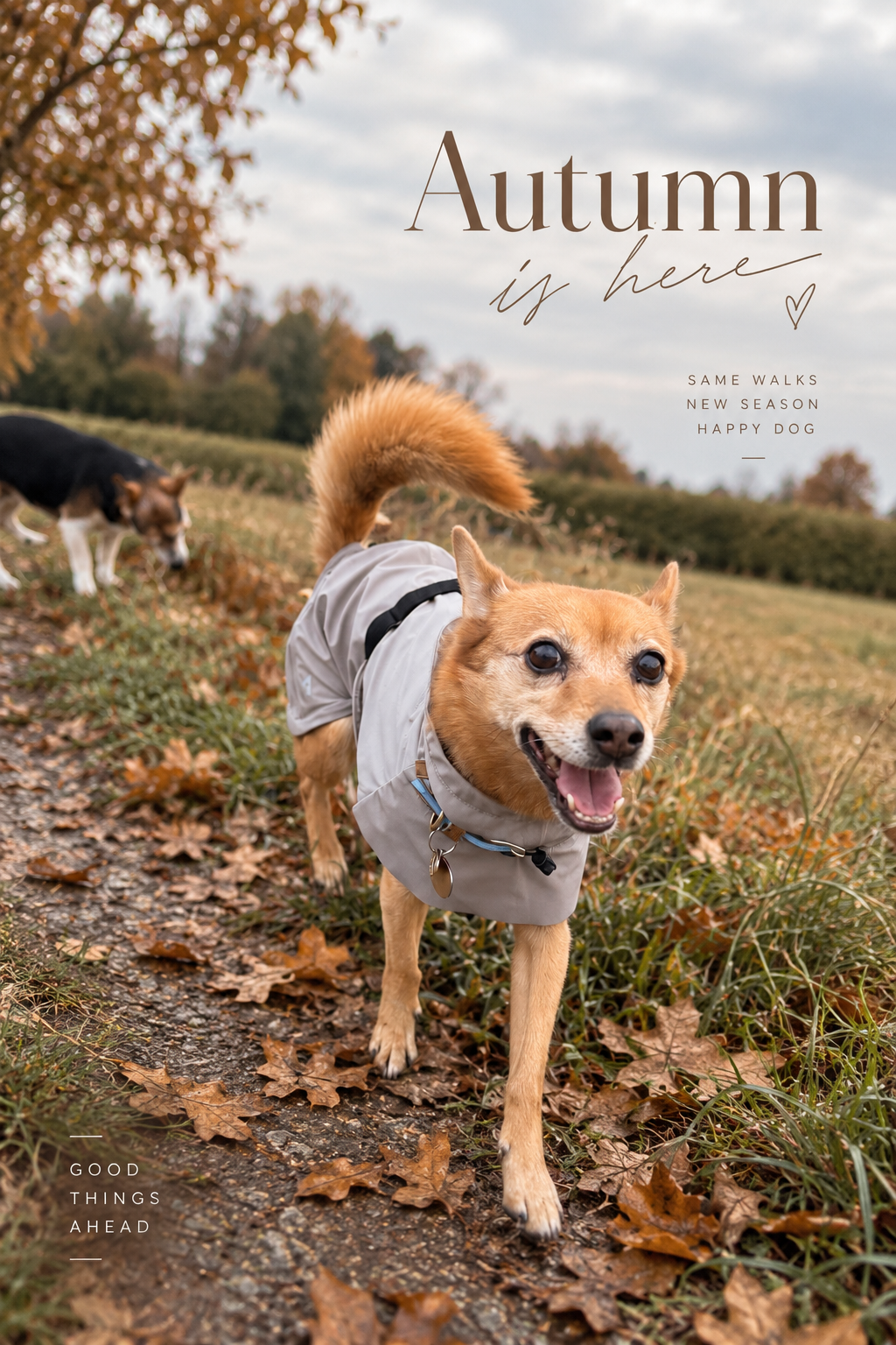 Autumn is Here