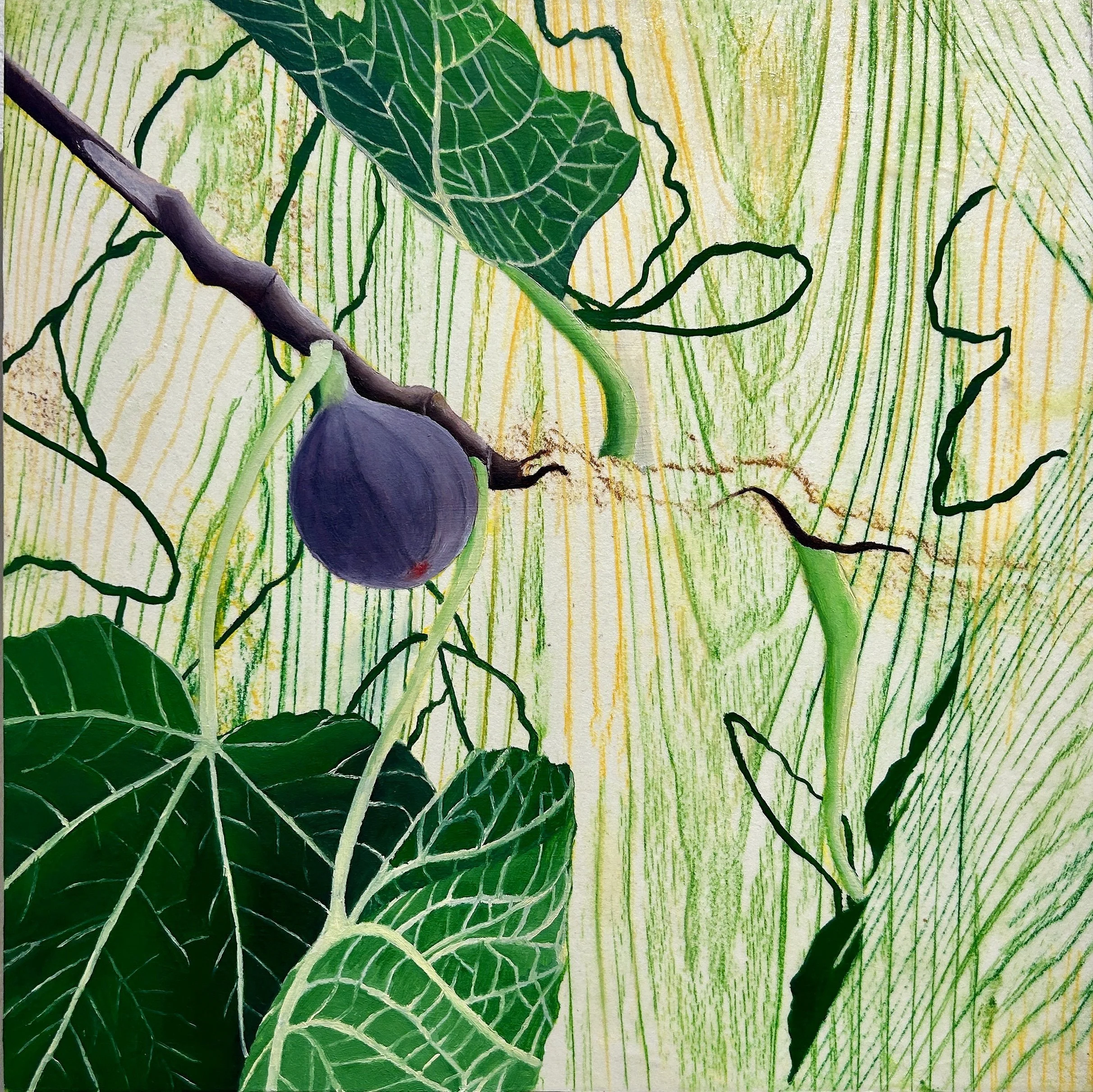 Fig Tree