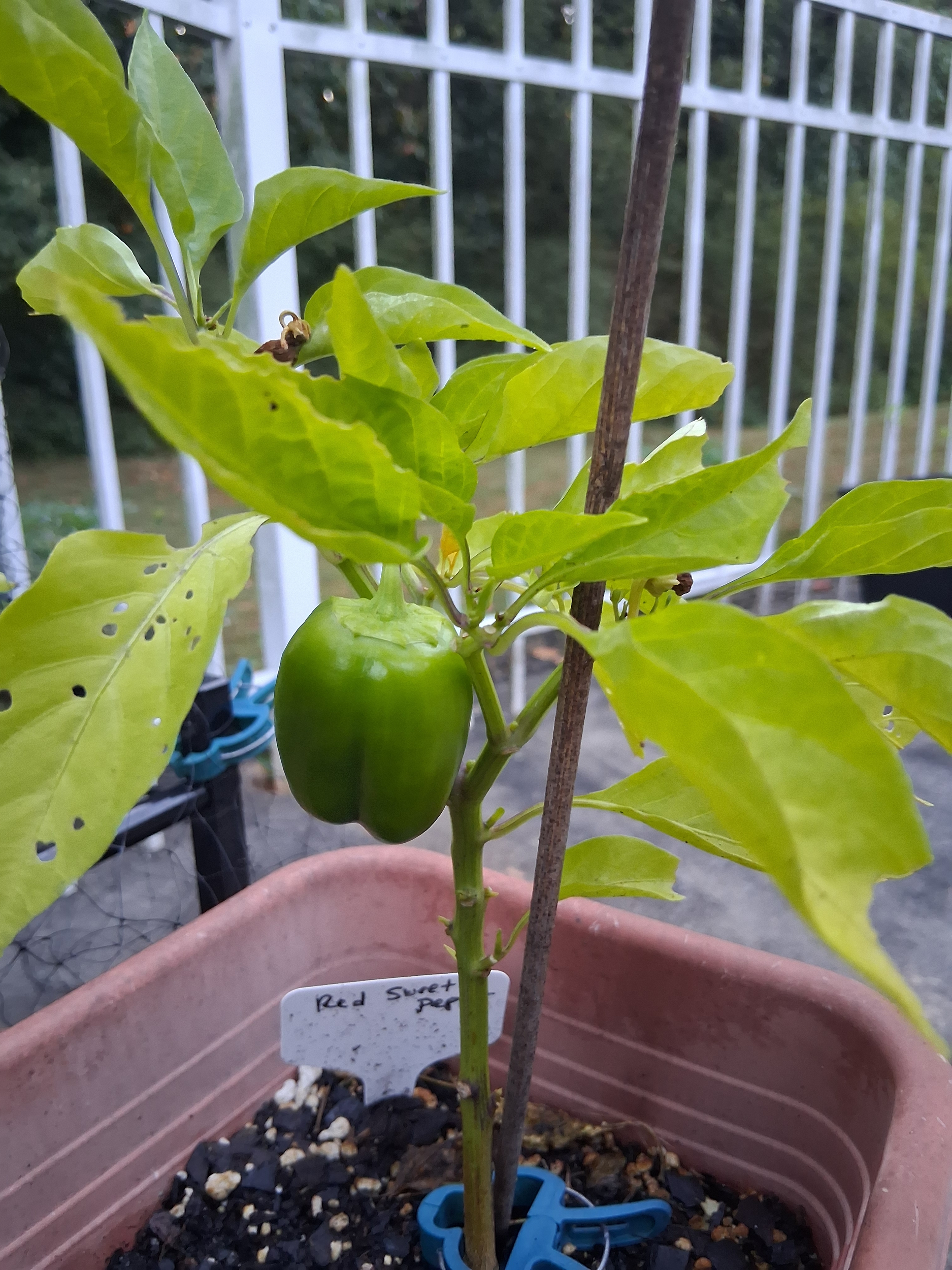 2025_gardenpic_bellpepper.png