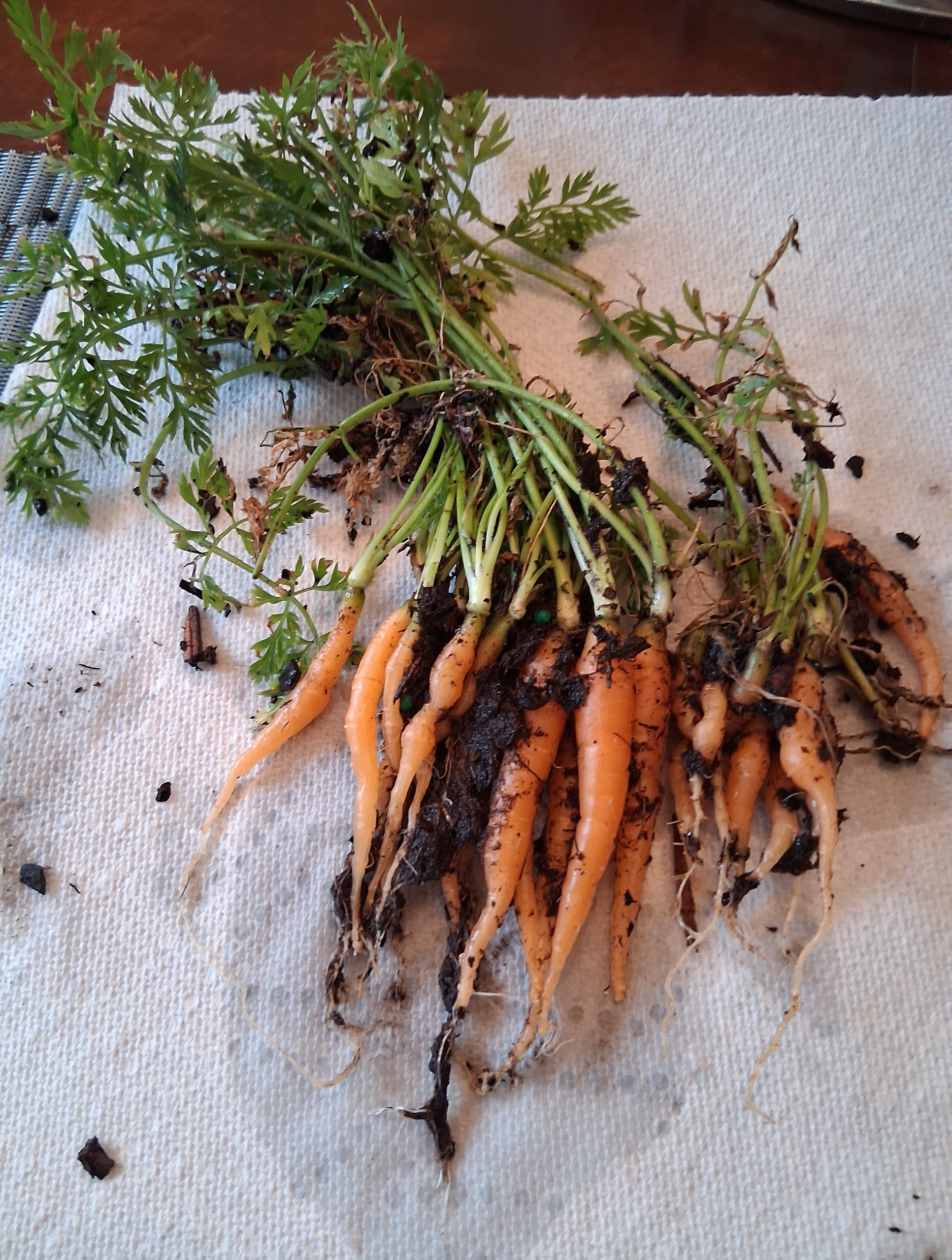 2025_gardenpic_carrots.png