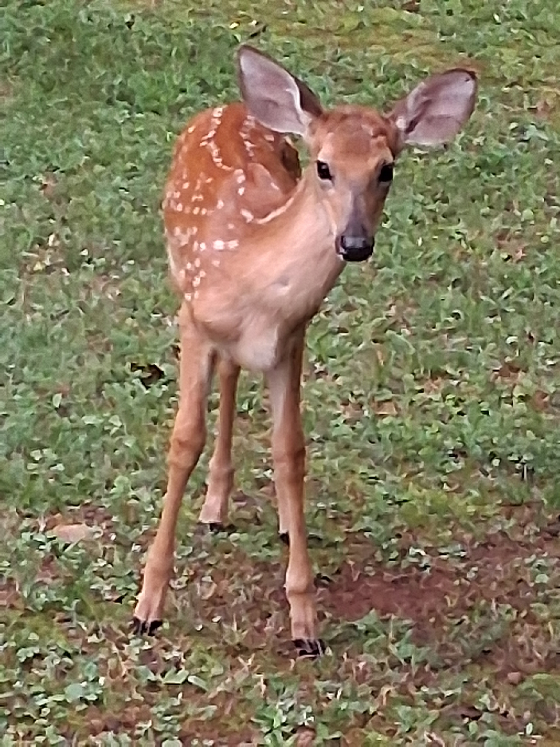 2025_gardenpic_deer.png