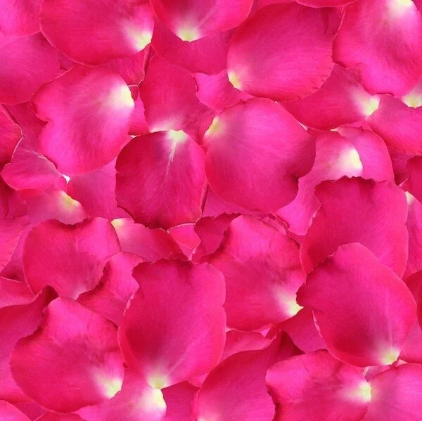 hot-pink-rose-petals.jpeg