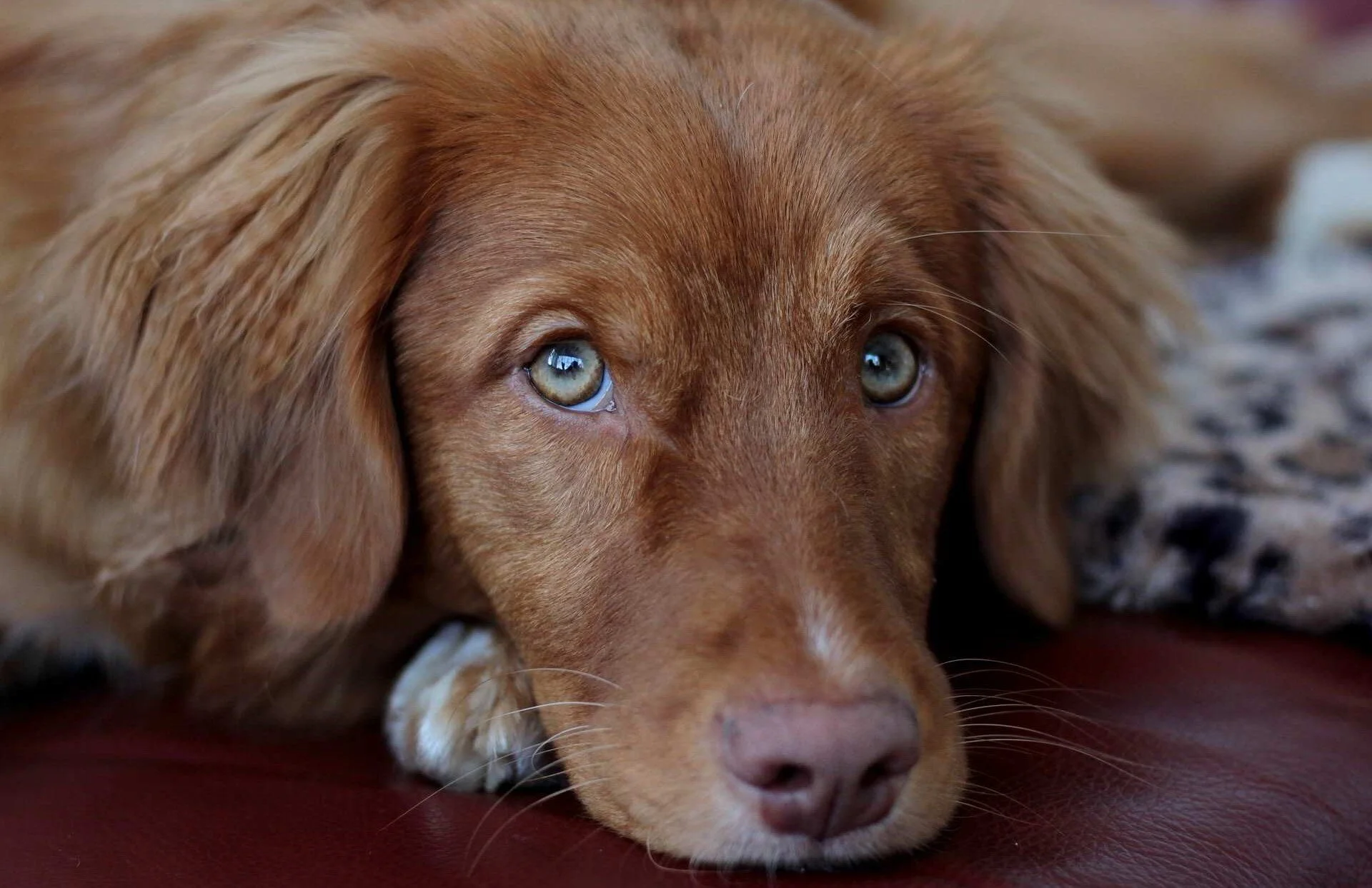 Grateful Rescue & Sanctuary
