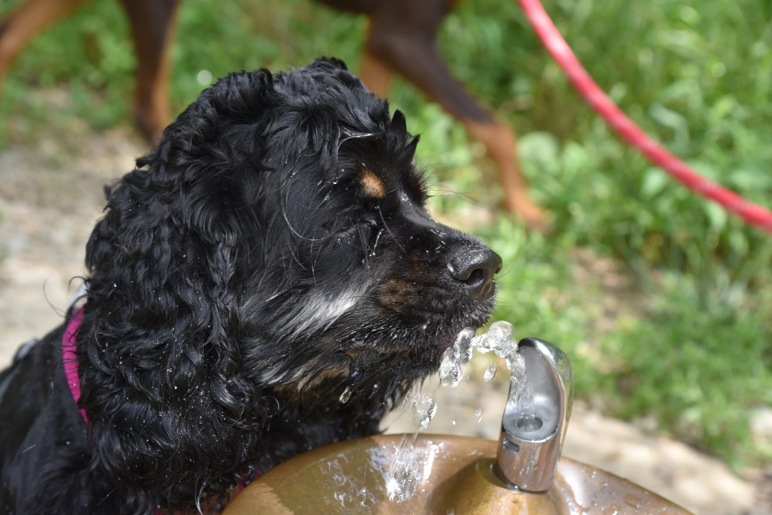 DSC_0590.JPG