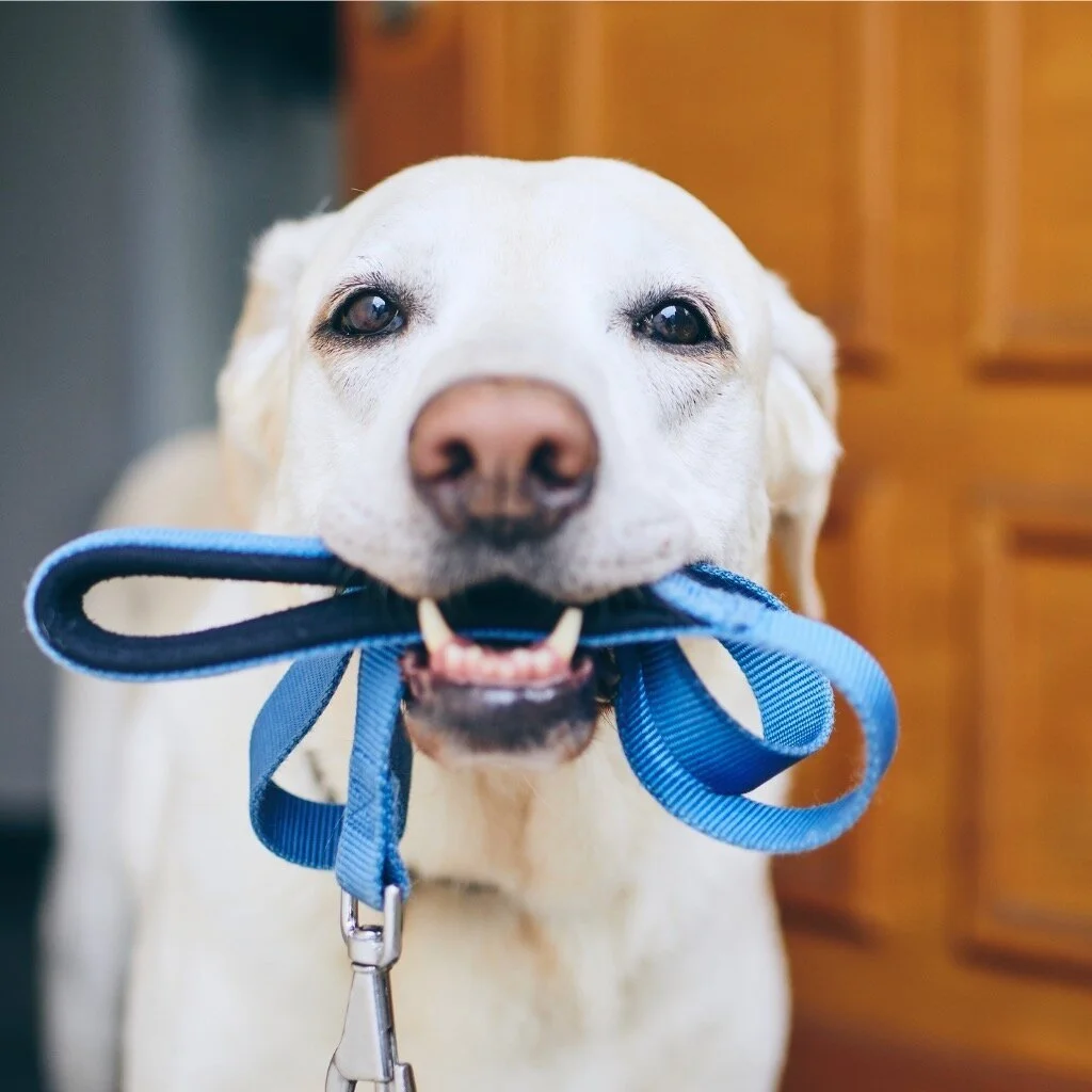 Pet Care &amp; Exercise