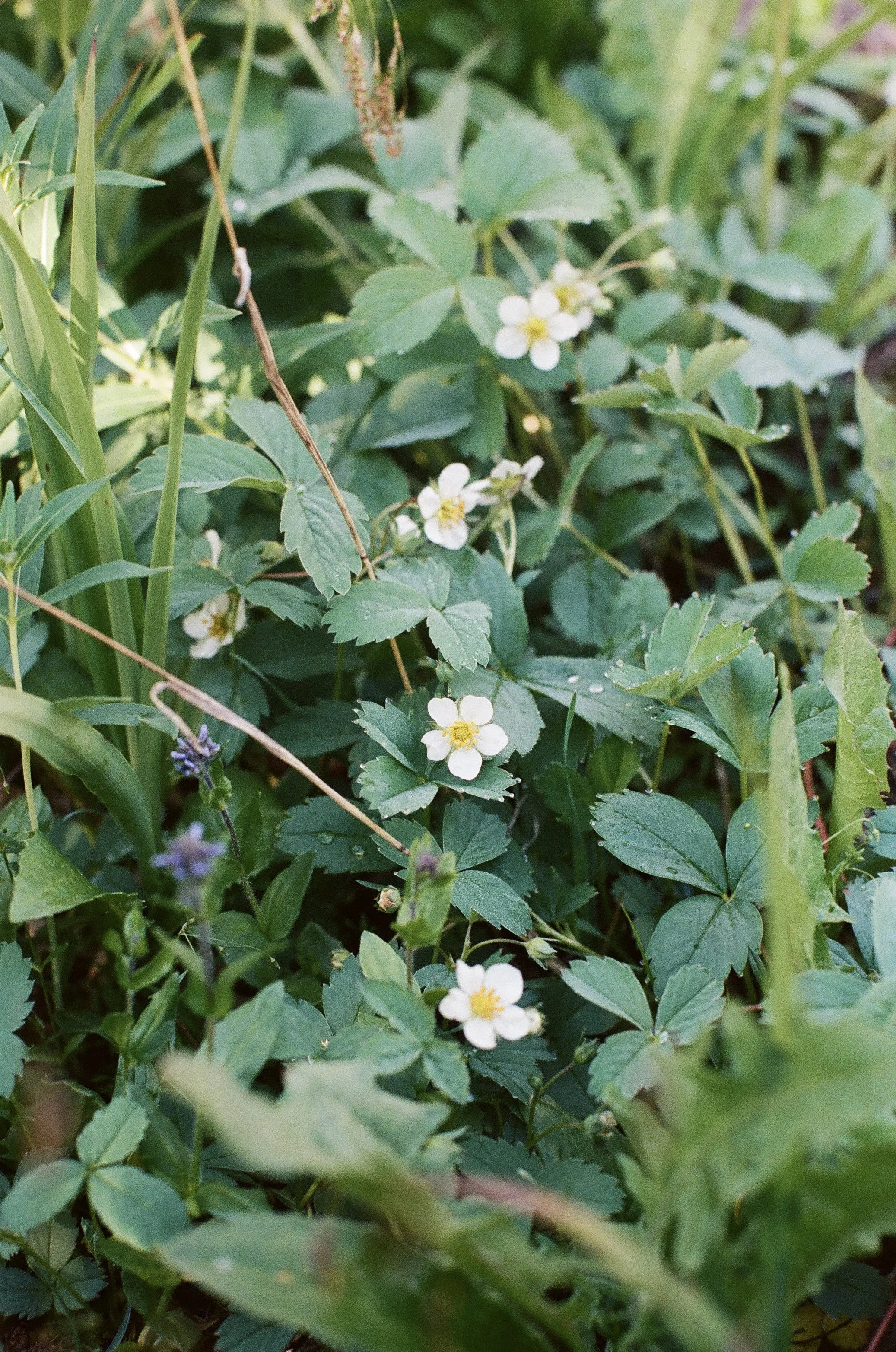 5 Native Plants Box Turtles Love (And Why They Matter in Your Garden)
