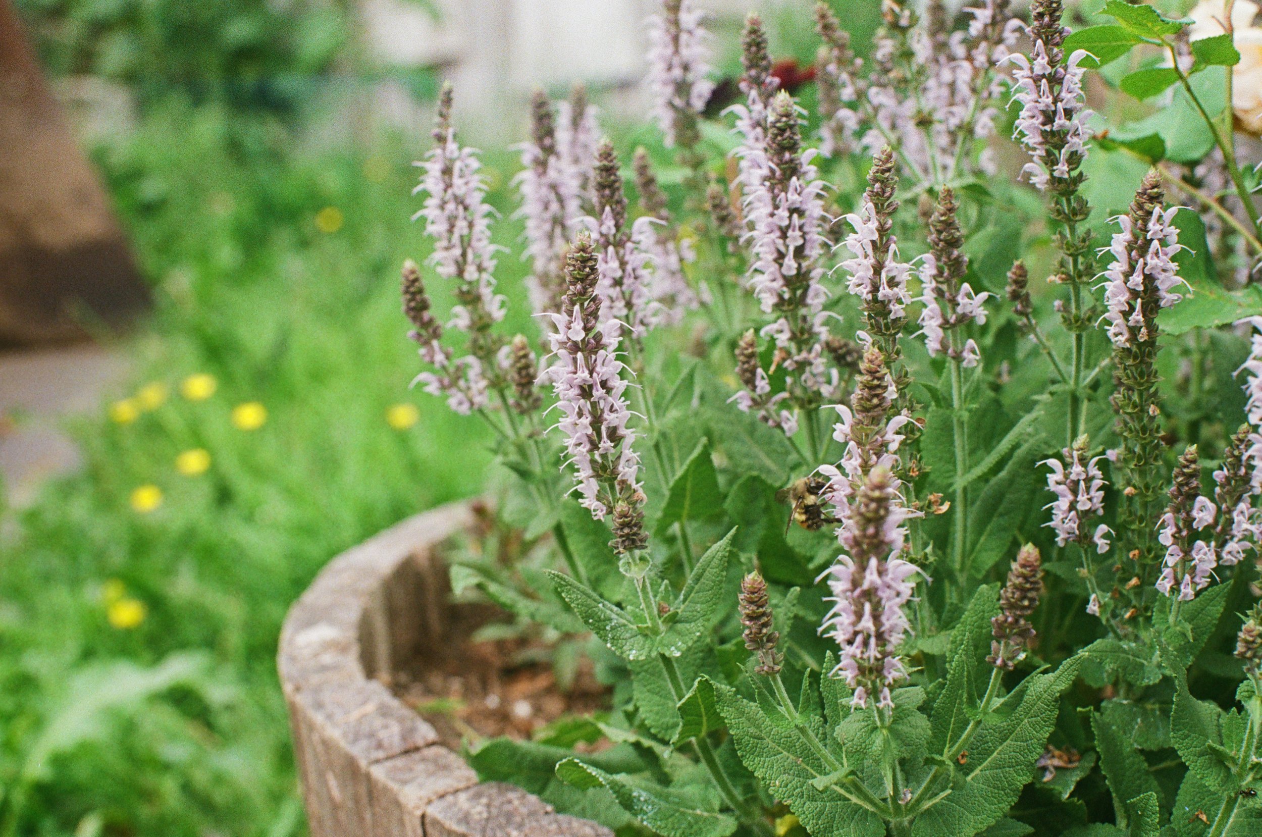 Companion Planting for Container Gardens 