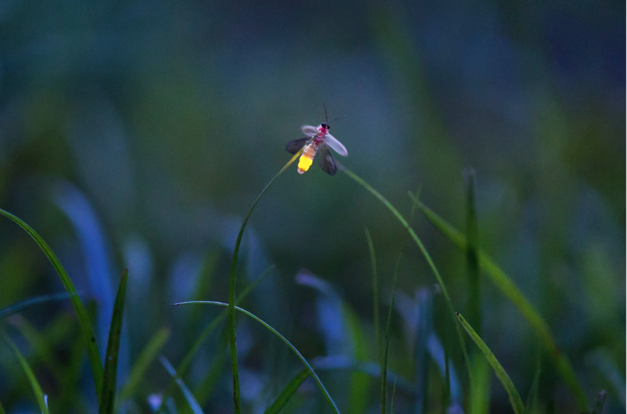How to Create a Firefly-Friendly Garden