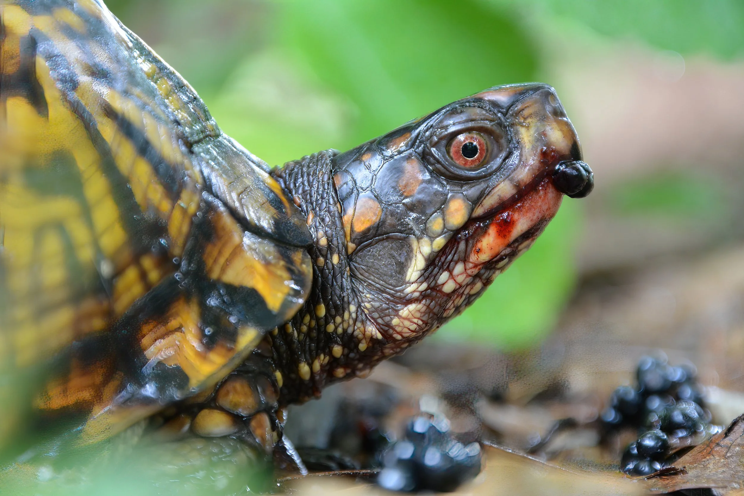 boxturtle6july2024a-SharpenAI-Motion.jpg